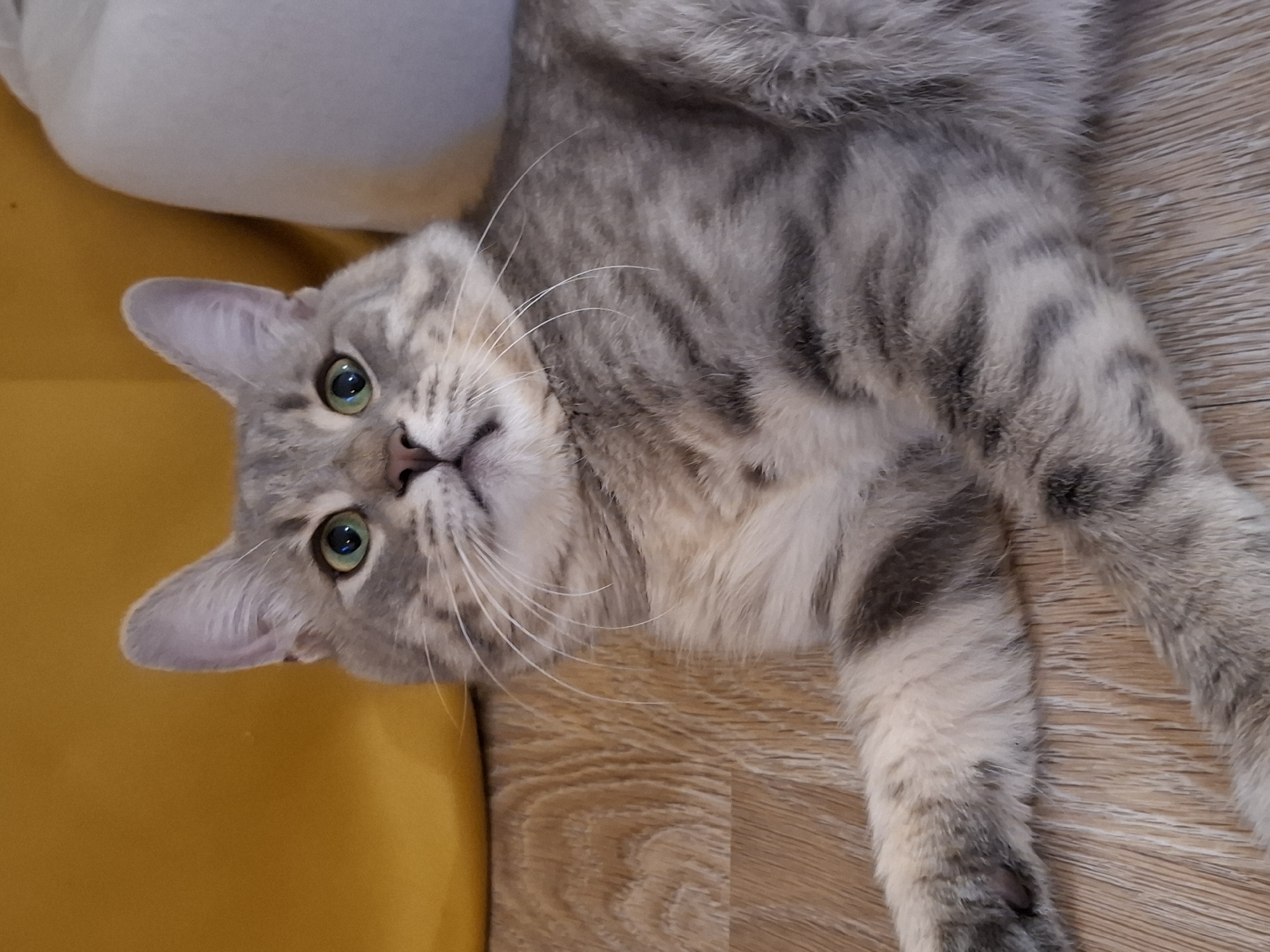 A tabby cat with green eyes is lying on a wooden floor. The cat is predominantly gray with darker tabby stripes. The background consists of a yellow object on the left and a pale, textured object on the right, possibly furniture or pillows. The lighting is soft, and the scene appears to be indoors. The location of Zemun Urban Municipality, Serbia, cannot be determined from the image.