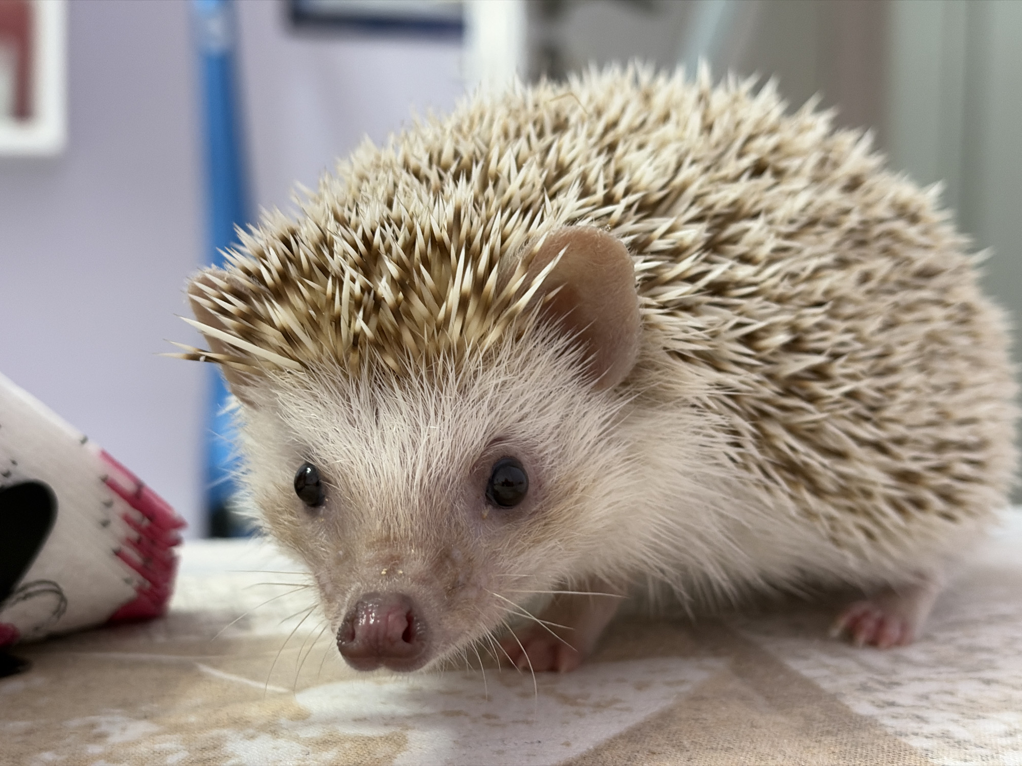 A small hedgehog, identified as the primary subject, is captured in an indoor setting within the city of Sofia, Bulgaria. The animal is positioned low to a patterned surface, appearing to face forward. Its dorsal side is covered in light brown and cream quills, sharply pointed, while its face, underbelly, and limbs display soft, white fur. Visible features include small, dark, round eyes, a pink, slightly moist nose, and delicate white whiskers protruding from its snout. Small, rounded, pinkish-brown ears are partially visible behind its quills. The hedgehog's tiny, pink-toned feet are also observable.
The animal rests on a light-colored surface with a subtle, textured pattern, presenting in shades of cream, beige, and light brown. To the immediate left of the hedgehog, a white object with a distinct pink, bristled edge is partially visible, consistent with a brush or a similar cleaning implement. The background is significantly blurred, indicating a shallow depth of field. It primarily consists of indistinct light grey or white walls and a prominent vertical blue element on the right, suggesting an interior domestic or institutional environment.