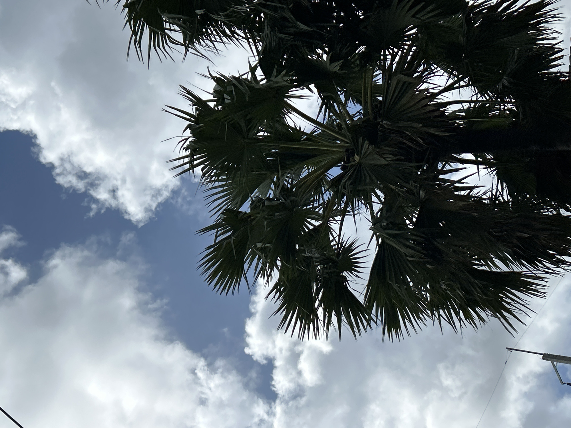 The image shows a low-angle view of palm trees against a partly cloudy blue sky. The palm fronds are dark green and silhouetted against the sky, with some appearing to be in focus while others are slightly blurred. The sky is bright with scattered white clouds, suggesting it is daytime. In the lower left corner, a portion of a utility pole with wires is visible. This image was taken in Kathu, Thailand.