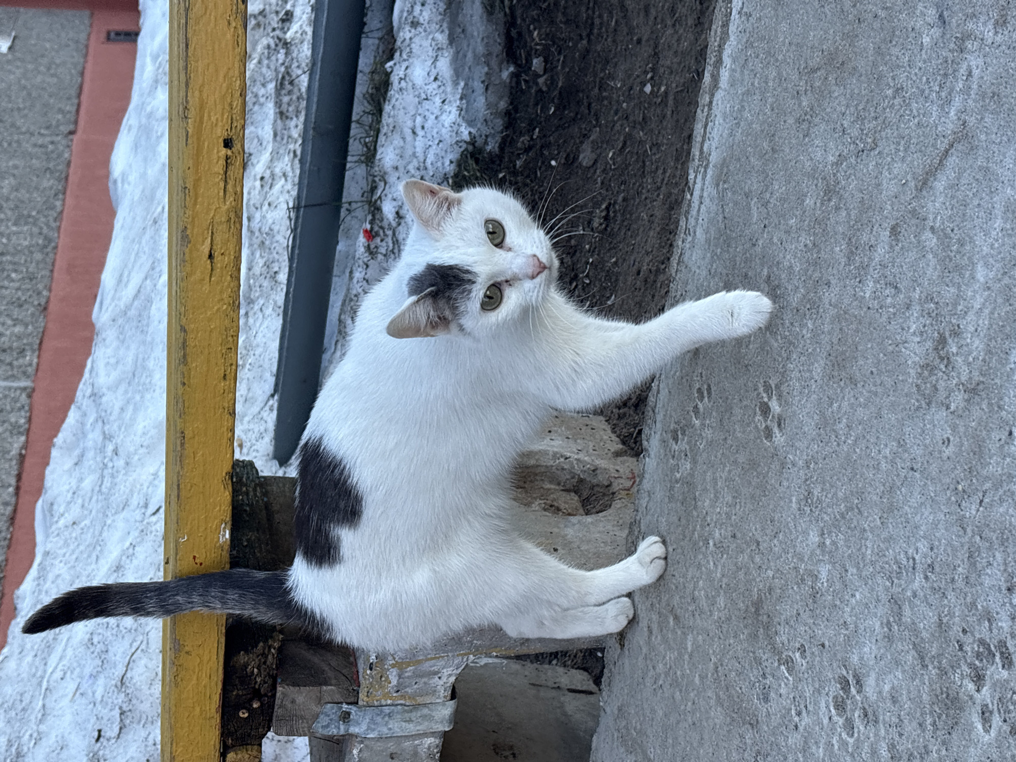 A white and gray cat looks up at the camera with its right paw reaching up a gray, concrete wall. A yellow post is in the background to the left of the cat. The scene appears to be outdoors with bits of snow or ice in the background. The gray wall has small paw prints on it.