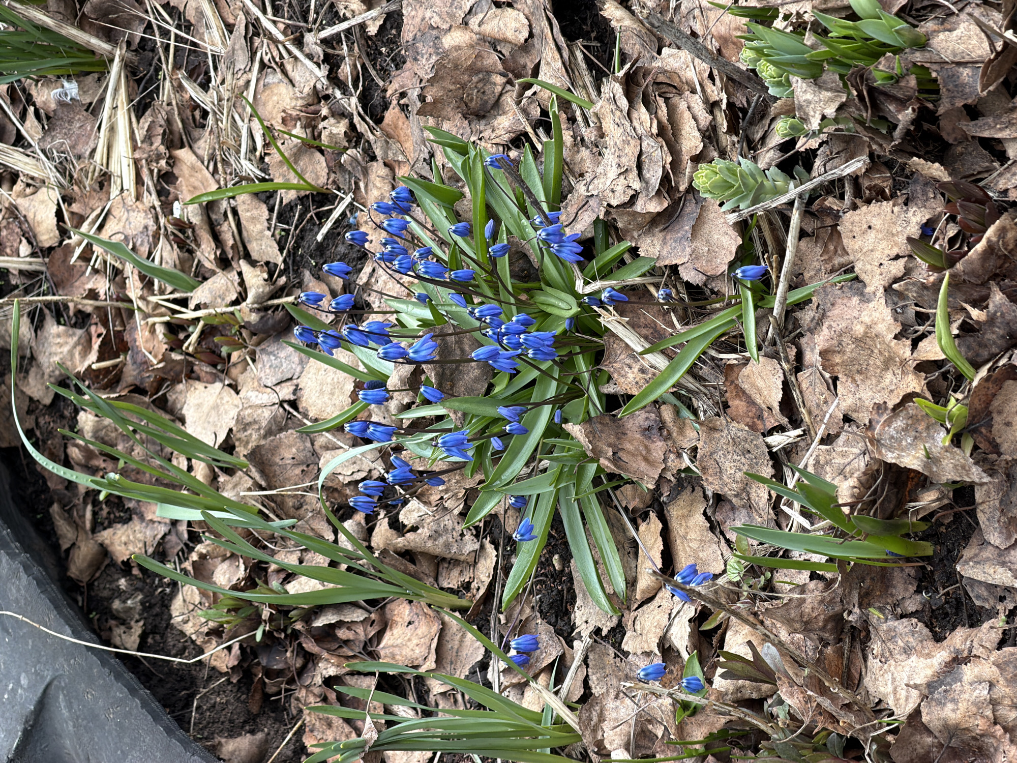 The image shows a patch of blue flowers with green leaves emerging from a bed of brown leaves. The flowers are small and bell-shaped. The scene appears to be a garden bed or natural area covered in fallen leaves. The location is Chaikovsky, Russia. There are no people visible.