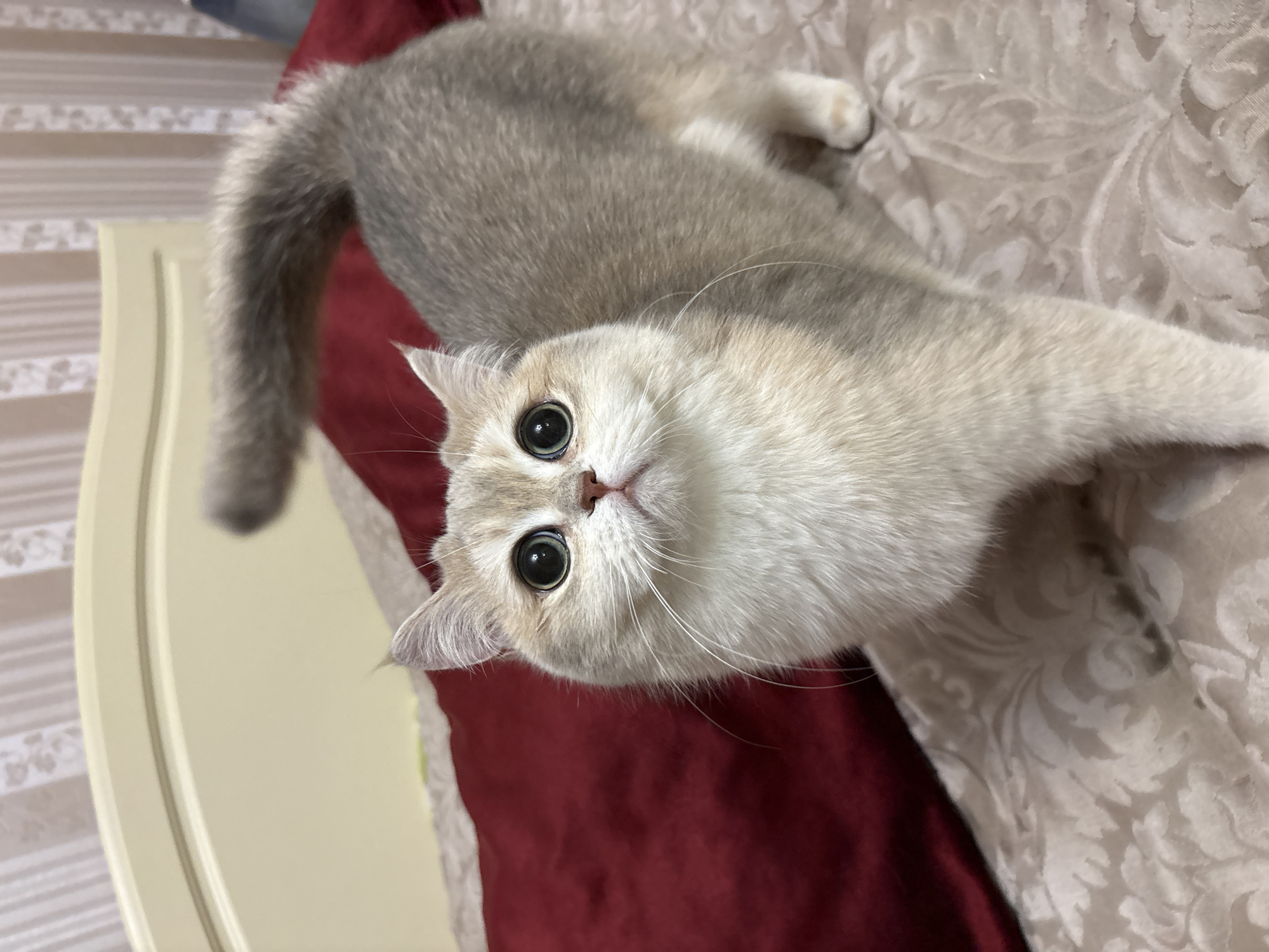 A light grey and white British Shorthair cat lies on a bed. The cat is facing upward with its head tilted slightly to the left. Its large, round, green eyes are wide open and looking directly at the viewer. The cat's tail is curled upwards towards the left side of the image. The bed has a white floral patterned sheet. There is a red blanket or fabric underneath the cat. A white headboard is visible in the background on the left side of the image. The location is unknown.
