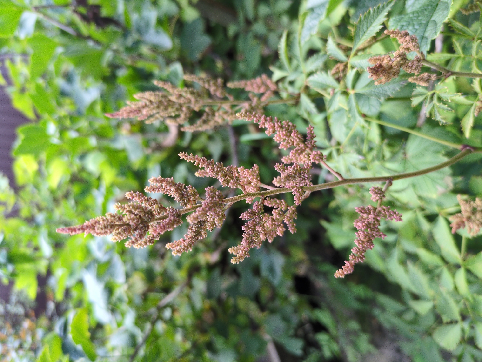The image depicts a close-up view of pink astilbe flowers against a blurred background of green foliage. The flowers are clustered at the tips of thin stems, with many small buds and some open blooms. The lighting suggests an outdoor setting, likely a garden, with soft diffused light. The focus is on the intricate details of the flowers and their delicate structure. The location of Kulebaki, Russia, is not visually discernible from the image itself.