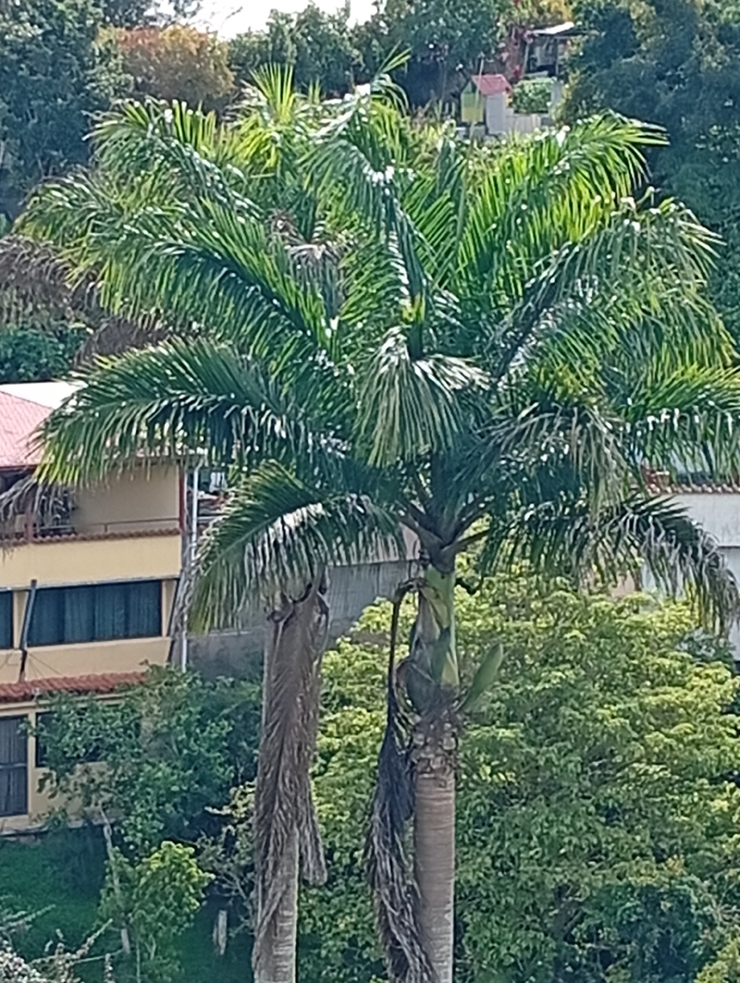 The image is an outdoor, eye-level shot taken from a distance, featuring a large palm tree prominently in the foreground. Behind the palm tree, a two-story building with a terracotta-tiled roof is visible. The building has a light yellow facade and dark-framed windows. Lush green trees and vegetation surround the building and the palm tree, suggesting a tropical or subtropical environment. In the background, a small, colorful structure with a red roof and light green walls can be seen on a hill, alongside other buildings. The sky is overcast, with hints of diffused sunlight. The scene appears to be situated in a residential or semi-rural area within San Antonio de Los Altos, Venezuela, characterized by its verdant landscape and residential architecture. No people or animals are present in the image.