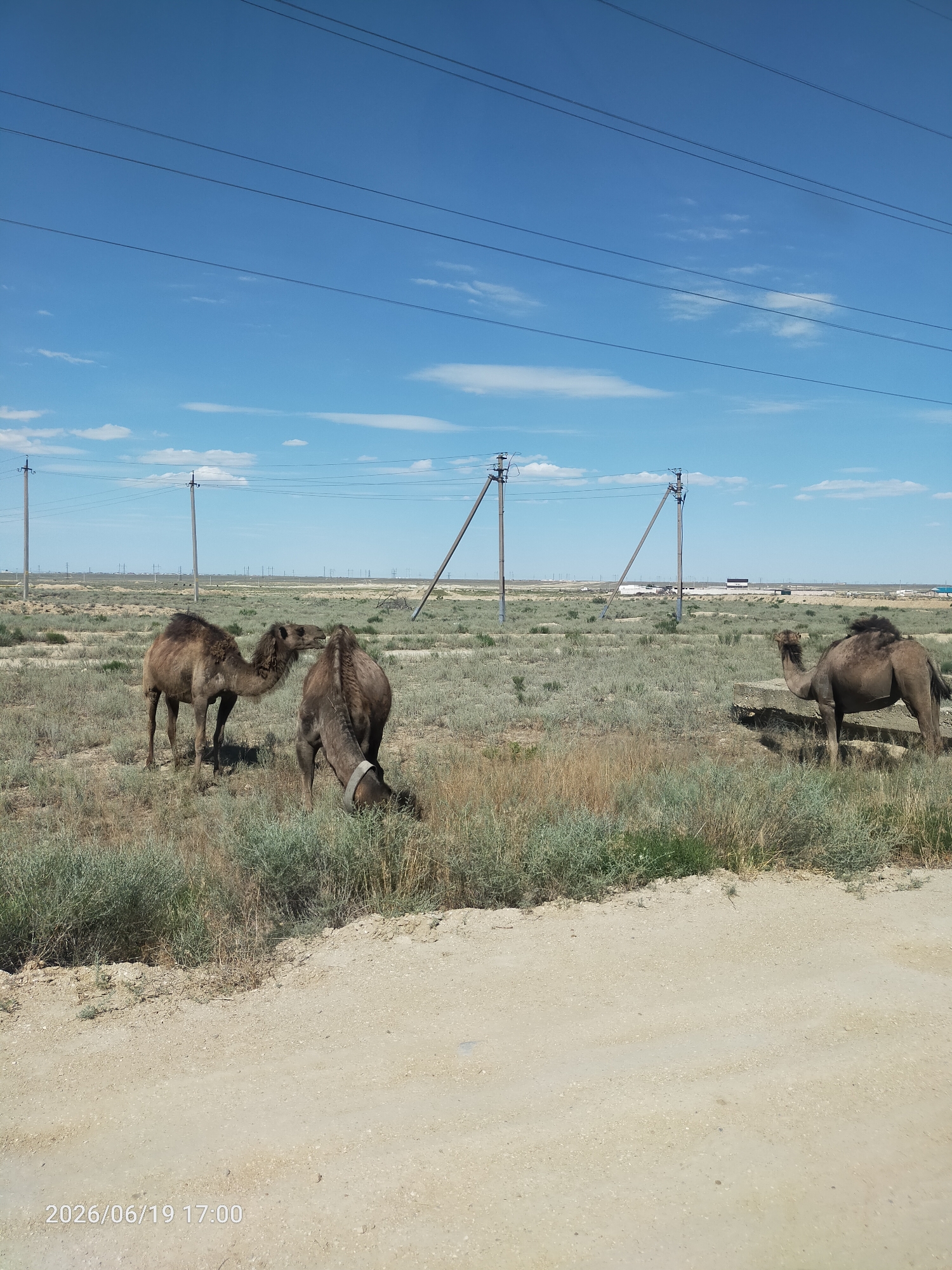 The media file shows a wide shot of a rural landscape in Kazakhstan, with three camels grazing in a dry, grassy field under a bright blue sky with scattered white clouds. The scene is dominated by the natural elements, with sparse vegetation and a dirt road in the foreground. In the background, there are several utility poles with power lines stretching across the frame, suggesting the presence of infrastructure in this remote area. The lighting indicates it's daytime, likely late afternoon given the angle of the sun. The camels appear calm and engaged in their natural behavior of foraging. The overall atmosphere is one of quiet solitude and the vastness of the open steppe. A timestamp in the lower-left corner reads "2026/06/19 17:00".