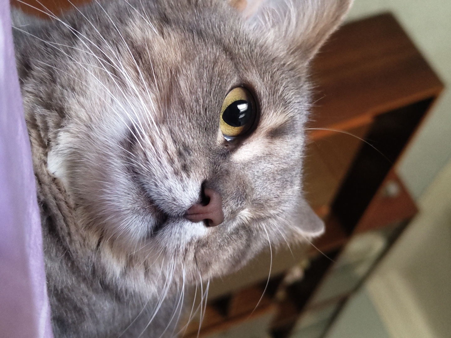 A close-up, low-angle shot shows a grey tabby cat with yellow eyes and a brown nose. The cat is looking upwards and to the right. The background is blurred, showing a wooden cabinet. The cat is lying on a purple surface. The location is Unknown, Unknown.