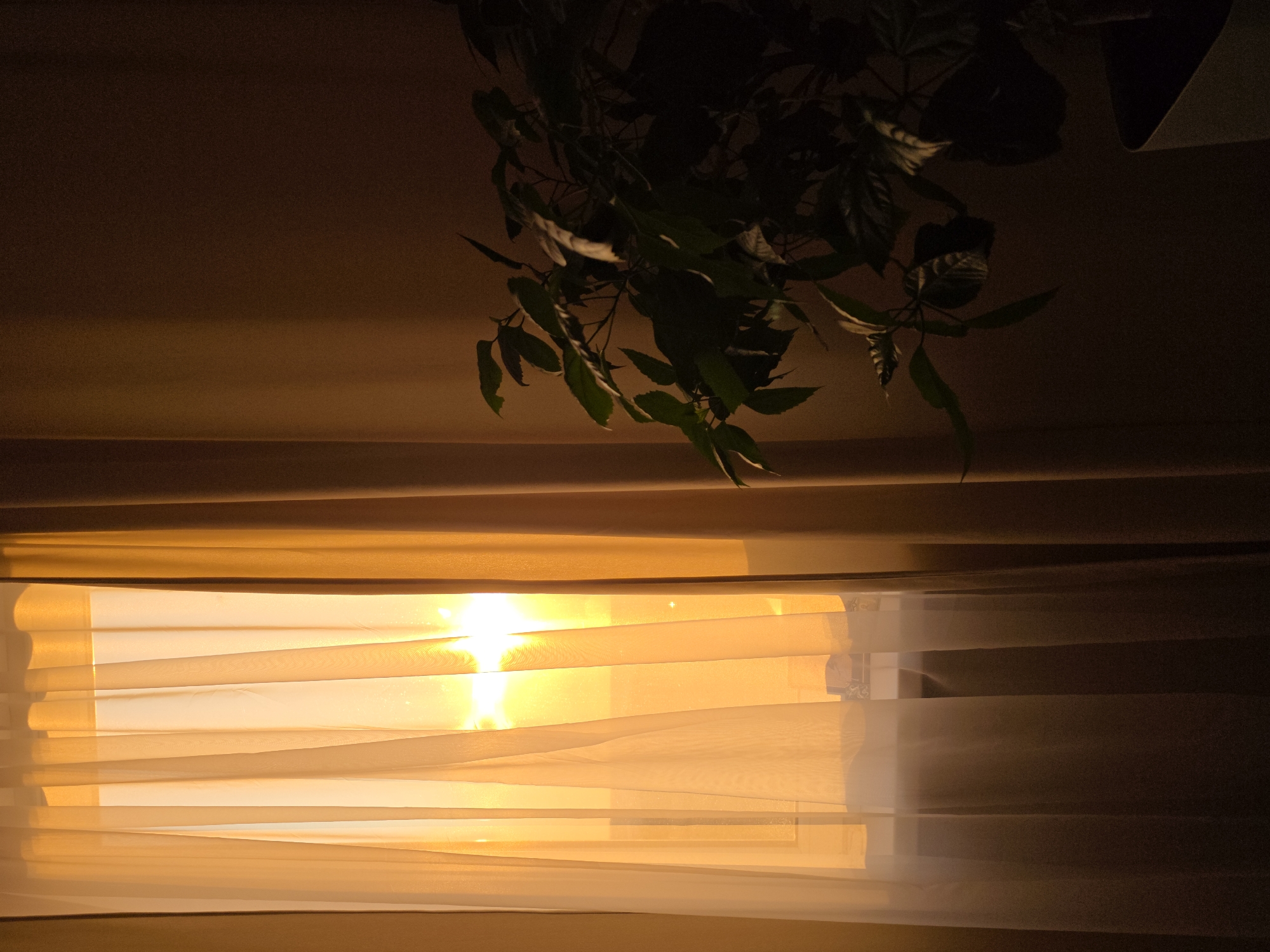 The image depicts an interior scene with a window covered by sheer, golden curtains, through which the bright sun is visible. On the right side of the frame, a dark-leaved houseplant in a white pot is partially visible. The ambient light suggests it is either sunrise or sunset. The location is identified as Rostov-on-Don, Russia. There are no people or discernible actions taking place in the image. The environment appears to be a room within a building.
