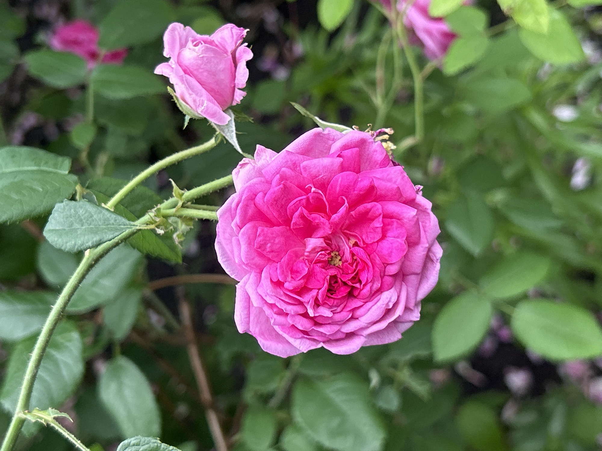 This is a close-up photograph of two pink roses in bloom, set against a backdrop of green foliage. The primary rose in the foreground is fully open, showcasing a profusion of tightly packed petals in a vibrant fuchsia hue, with hints of lighter pink towards the edges and a small cluster of yellow stamens visible at its center. A secondary rosebud, also pink, is positioned to the upper right of the main bloom, its petals partially unfurled. The stems and leaves of the rose bush are green, with some thorns visible on the stem. The background is softly blurred, indicating a shallow depth of field, with patches of darker green and lighter pink flowers or petals scattered throughout, suggesting a garden setting. The image was taken outdoors, with natural lighting. The photograph appears to have been taken in Mount Royal, Canada.