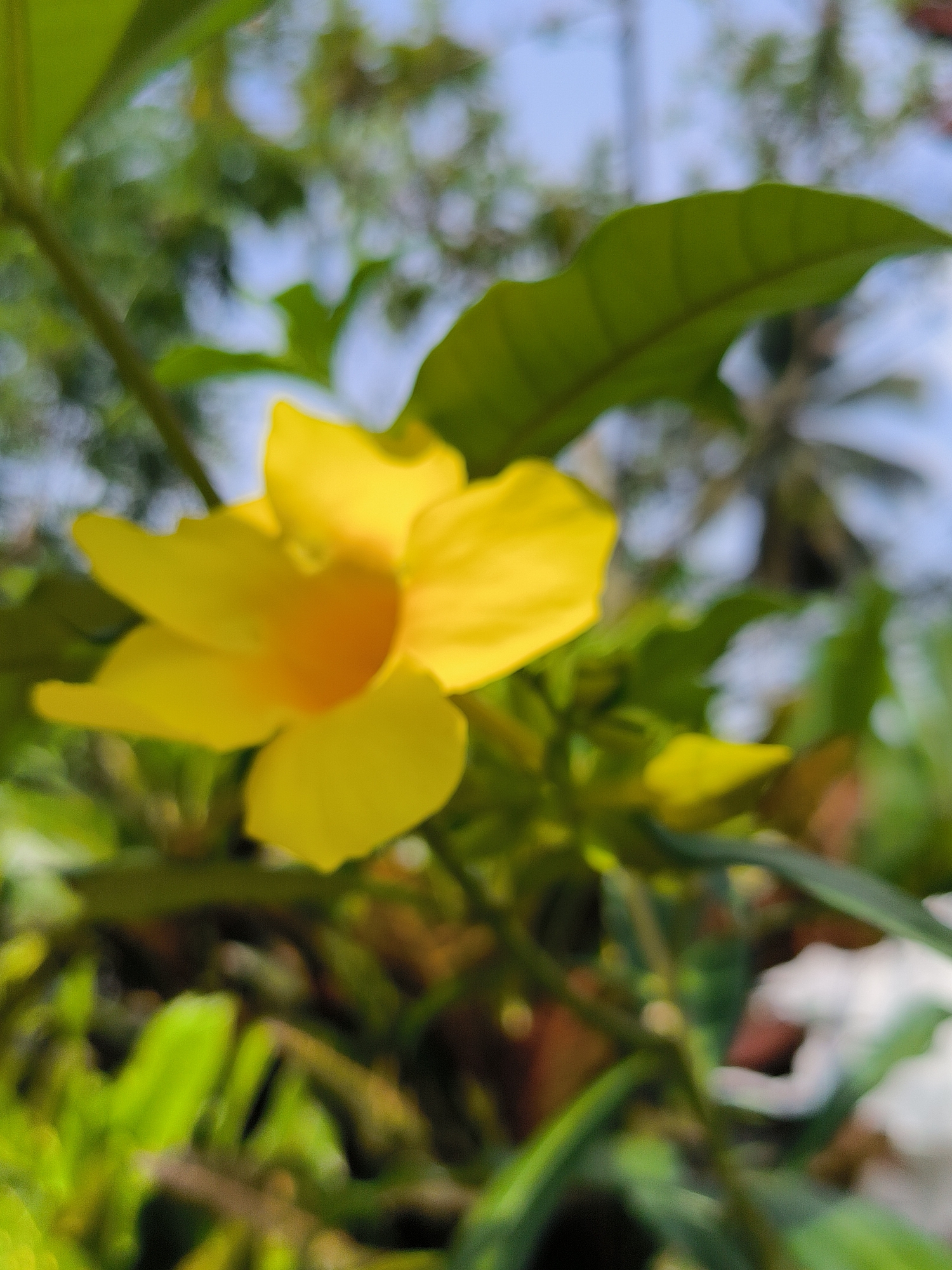 The image shows a close-up, blurred view of a yellow flower with several green leaves. The background is also blurred, with hints of blue sky and other foliage, suggesting an outdoor setting. There is no indication of any people, actions, or interactions. The location in Cotmerbo, Indonesia is not discernible from the image itself.