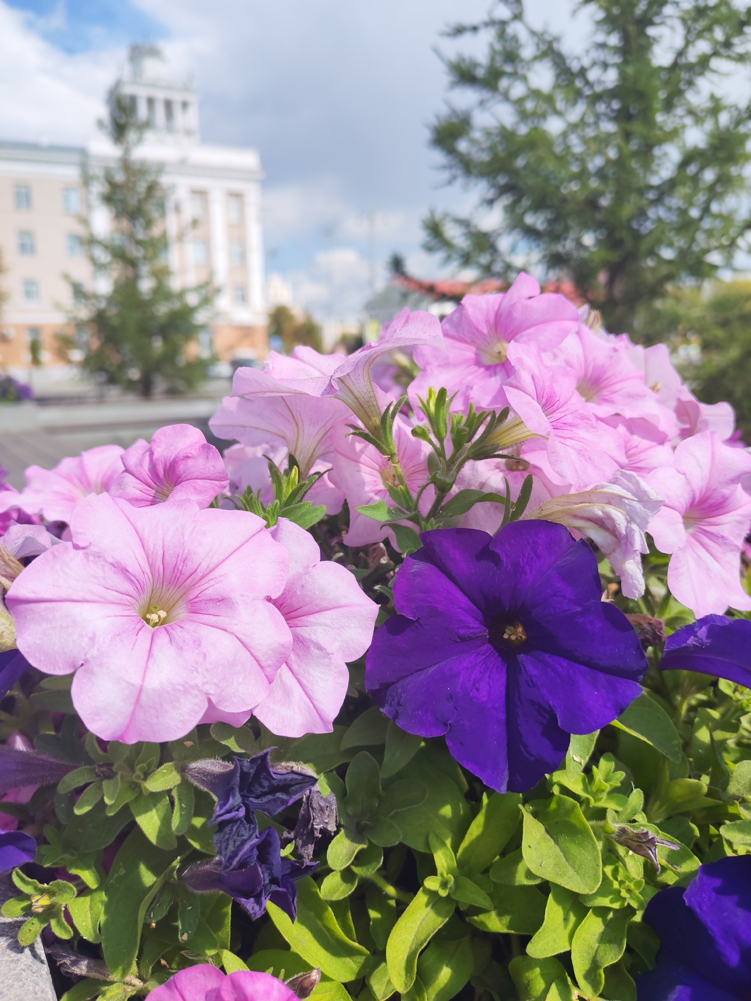 A close-up, outdoor, vertical shot shows a cluster of vibrant petunias in various shades of pink and deep purple, blooming in a planter. The flowers are in sharp focus, with their delicate petals and visible stamens clearly rendered. Lush green foliage forms the base of the arrangement. In the blurred background, a large, light-colored building with multiple windows and a prominent top structure stands against a partly cloudy sky. Trees with green foliage are visible between the flowers and the building, suggesting an urban park or street setting. The lighting indicates it is daytime, with sunlight casting soft shadows on the flowers and leaves.