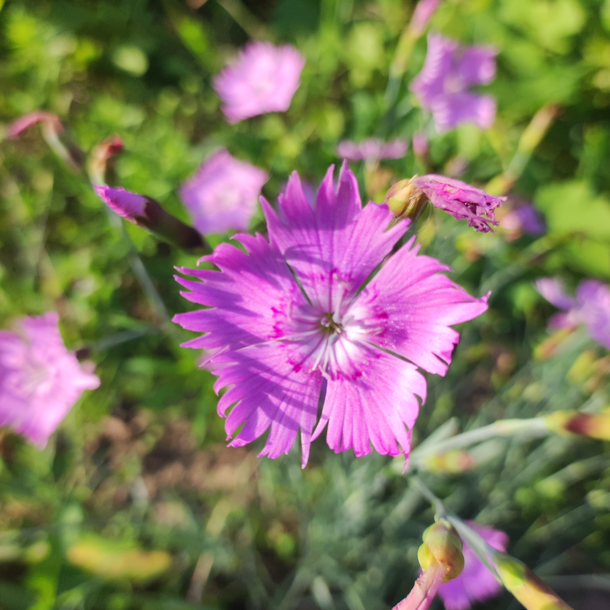 This image features a close-up view of a single, vibrant pink dianthus flower in the foreground, its petals sharply defined with serrated edges. The flower is the primary subject, with its intricate pattern of white and darker pink markings at the center. In the background, several other dianthus flowers and buds are visible, appearing softer and out of focus, creating a bokeh effect. The surrounding foliage is a lush green, with some yellowed leaves scattered throughout, suggesting an outdoor, natural setting.
The lighting indicates it is daytime, with sunlight casting distinct shadows on the petals of the main flower. The overall mood is serene and natural, highlighting the beauty of the flora. There are no people or text visible in the image. The location context provided, Navoloki, Russia, suggests this is a scene from that region, likely during the warmer months when these flowers would be in bloom. Several flower buds, some in shades of pink and green, are also present, hinting at ongoing growth and blooming. One wilted, dried pink flower is visible towards the upper right, offering a contrast of life stages. The focus on the flower and its immediate surroundings suggests an appreciation for nature's details.