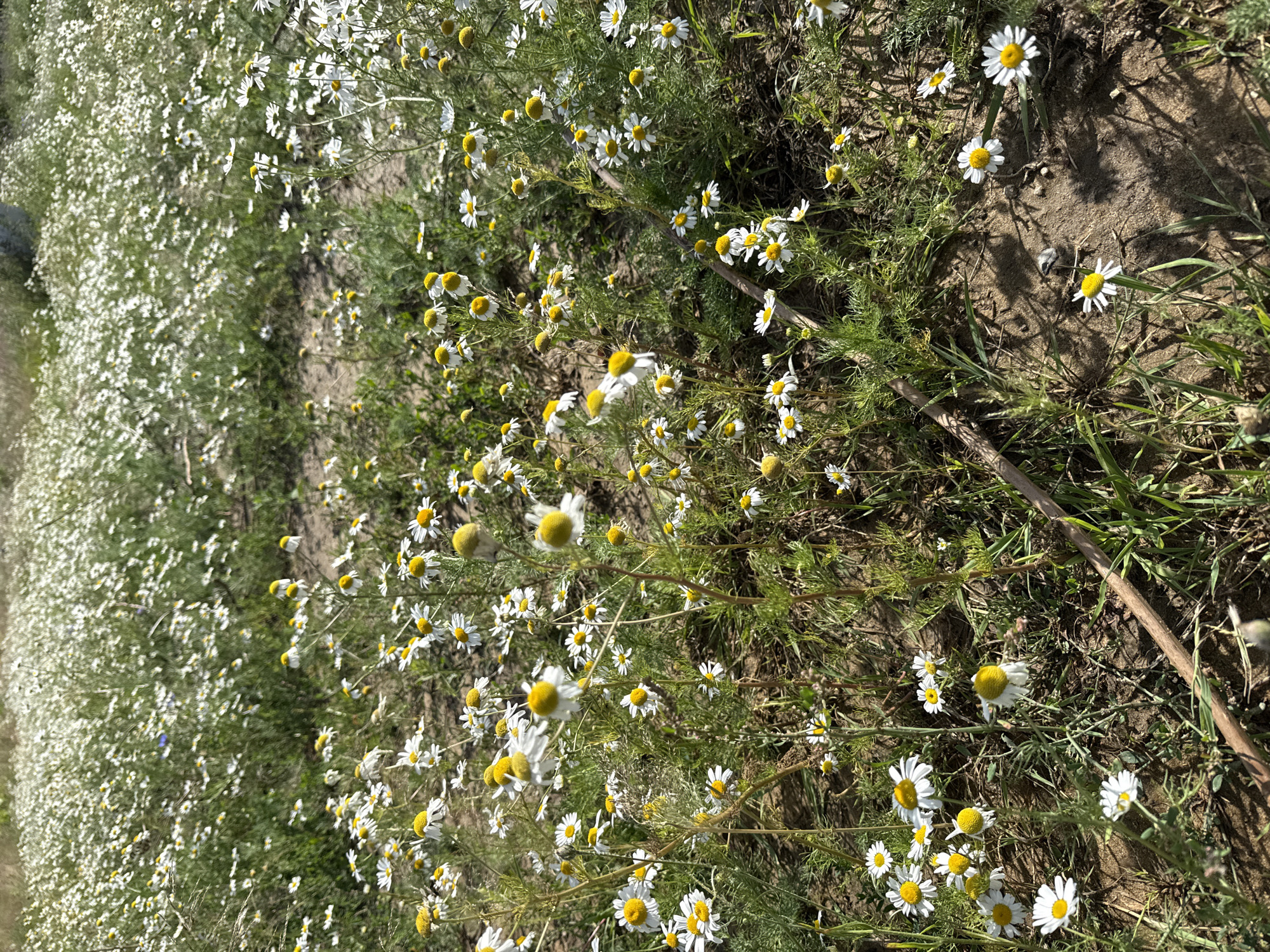 The image shows a field of white chamomile flowers with yellow centers, growing in sparse, sandy soil interspersed with green grass. The flowers are concentrated in the foreground and extend into a blurred background, indicating a large field. The lighting suggests it is daytime, with shadows visible on the ground. There are no people or animals present in the scene. The environment appears to be a natural meadow or field, possibly on the outskirts of the city of Kołczewo, Poland, given the natural landscape.