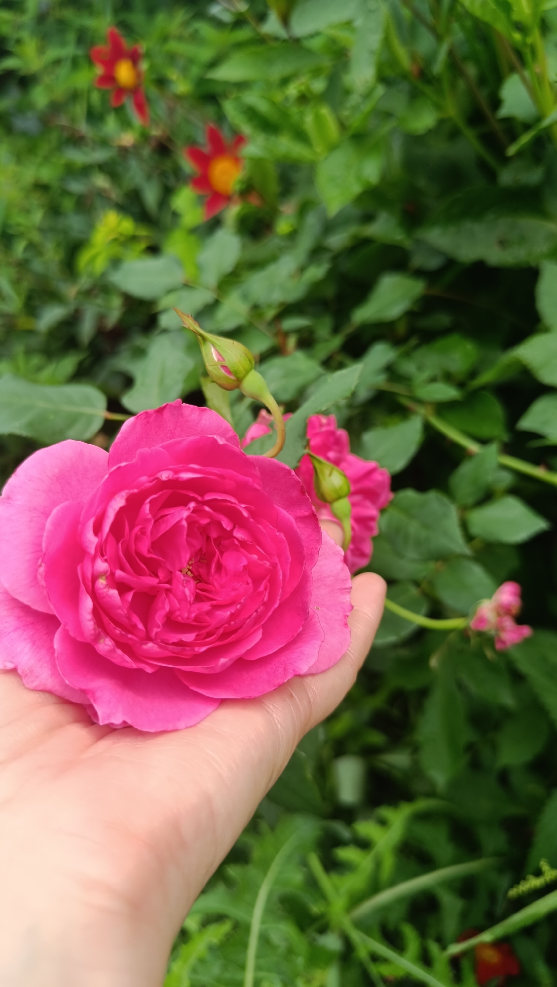 In Karsha, Russia, a hand gently cradles a vibrant pink rose. The rose, in full bloom, displays a multitude of delicate petals spiraling inward. Several green rosebuds are visible nearby, hinting at future blooms. The background is a lush tapestry of green foliage, with hints of red flowers peeking through. The lighting suggests an overcast day, with soft, diffused light illuminating the scene.