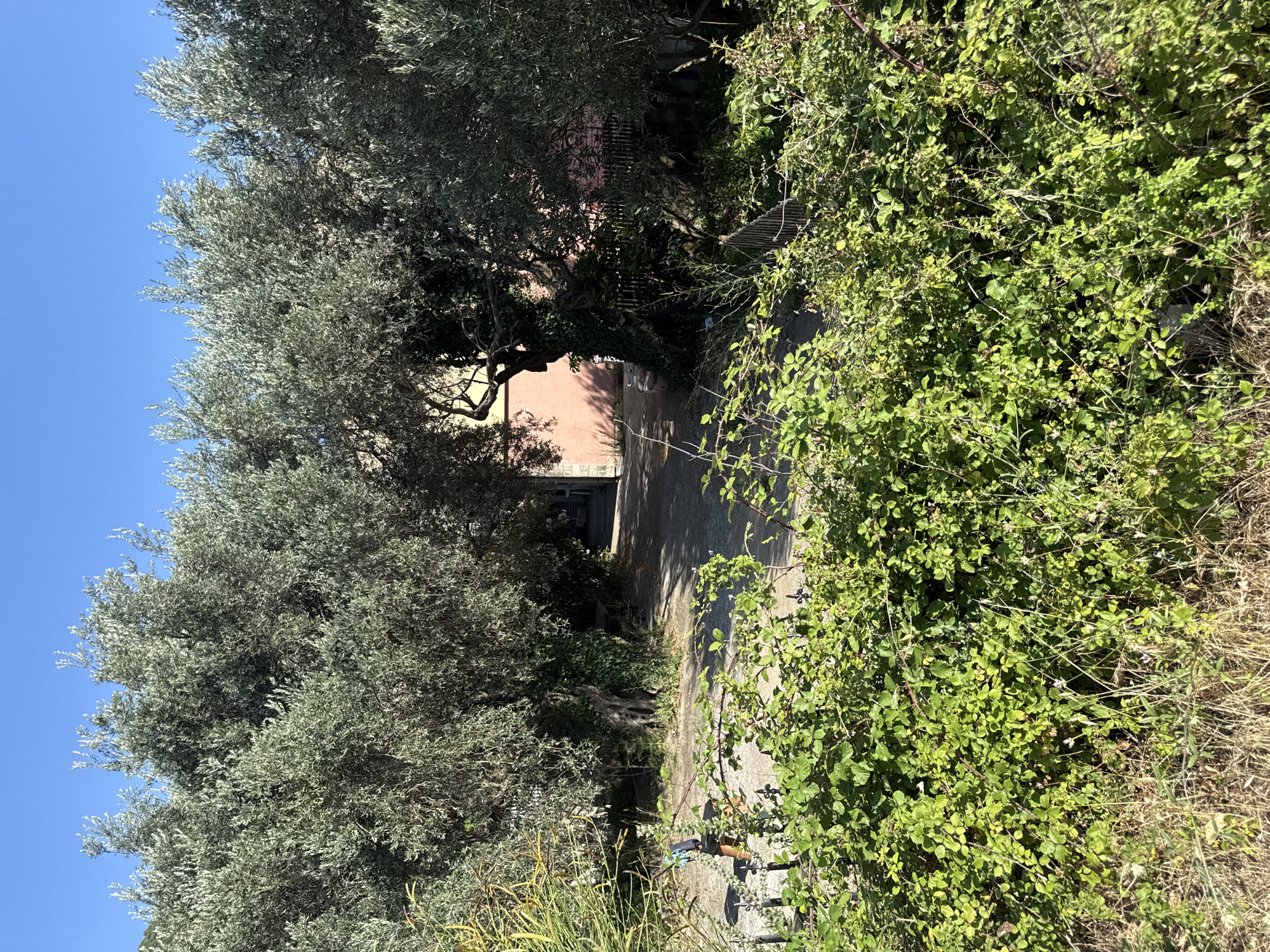 A clear, blue sky is visible above a cluster of mature olive trees. The trees form a natural archway, revealing a path leading to a pink building in the background. In the foreground, lush green bushes and dry grass line the path. To the left, a person can be seen walking along the path, holding a blue object. The scene appears to be an outdoor setting in Rafailovići, Montenegro, bathed in bright sunlight.