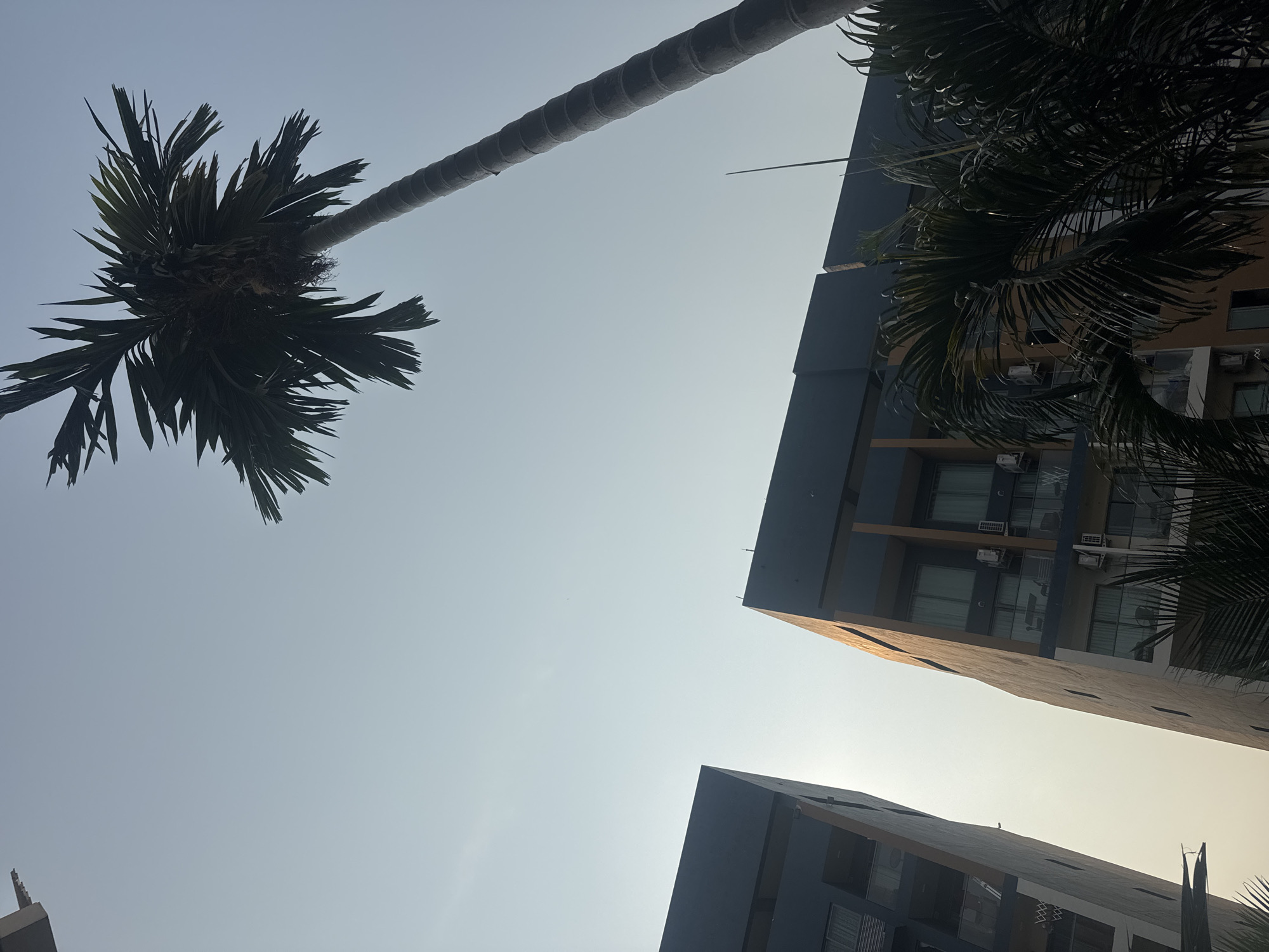 The image presents an upward view of a tropical setting, characterized by tall palm trees and modern architecture against a clear sky. The perspective is from ground level, looking almost directly overhead.
A prominent palm tree dominates the left side, its slender trunk extending diagonally across the frame. Its dense canopy of dark green fronds is fanned out, forming a strong silhouette against the bright, light blue-grey sky. Some fibrous material is visible around the base of the fronds where they meet the trunk.
On the right side, two contemporary buildings are visible, suggesting an urban or resort environment. These multi-story structures feature dark grey or blue facades, with sections of lighter brown or ochre. Windows and outdoor air conditioning units are discernible on their sides. Additional palm fronds, silhouetted like the main tree, partially frame the right edge of the image, obscuring parts of the buildings.
The bright sky and the strong backlighting on the palm trees, combined with the warm glow on some building surfaces, suggest either early morning or late afternoon, likely a clear and sunny day. The combination of tropical vegetation and modern buildings is characteristic of locations like Pattaya City, Thailand. There is no human activity depicted, nor is any visible text present in the image.