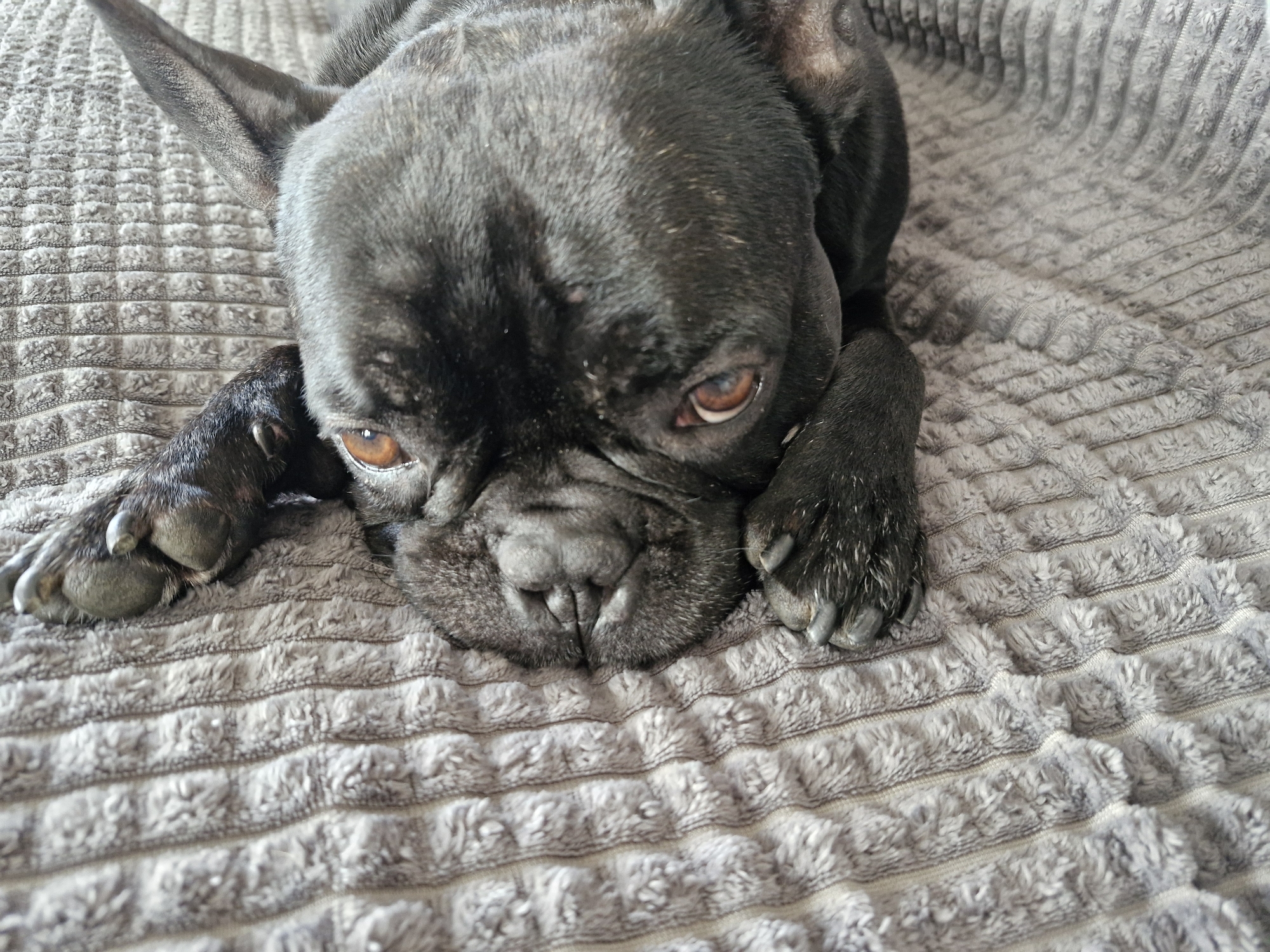 A dark-furred French Bulldog, likely black or very dark brindle, is depicted in a close-up, high-angle shot, resting on a plush, light grey textured blanket or pet bed. The dog's head is central in the frame, with its snout and front paws resting on the soft surface. It looks directly at the viewer with an intense, focused gaze, its reddish-brown eyes reflecting subtle light. The dog's characteristic wrinkled forehead and muzzle are prominent, and its upright, pointed ears are visible towards the top left.
The dog's front paws, showing visible claws and paw pads, are extended forward on the blanket. The blanket itself features distinct horizontal ridges of denser fabric alternating with softer, fluffier sections, creating a cozy and inviting texture. The color palette of the image is dominated by the dark fur of the dog and the muted grey of the blanket.
The dog appears to be in a relaxed or resting state, seemingly observing its environment or the person taking the photograph. The scene suggests a quiet, indoor setting. There is no visible text within the image. The time of day is not specifically indicated, but the lighting appears to be soft and ambient. The image was taken in Plovdiv, Bulgaria.