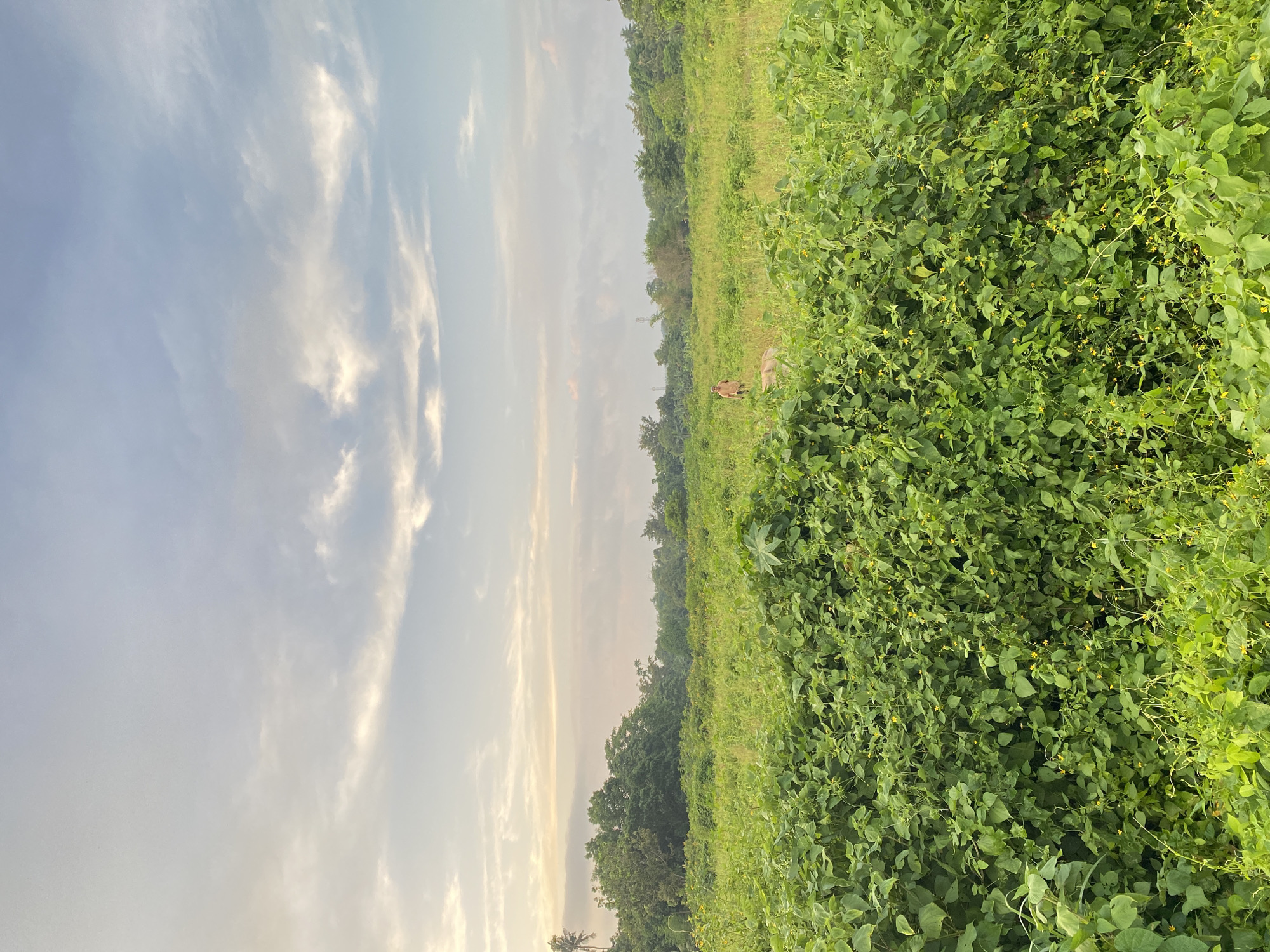 The image depicts a wide, open field with lush green vegetation in the foreground and middle ground. The foreground is dominated by a dense growth of leafy plants, some with small yellow flowers. In the middle ground, the field continues with taller grasses and scattered plants, leading to a line of trees forming a treeline in the distance. A solitary person, appearing to be a male wearing light-colored shorts, stands in the field to the right of the center, facing towards the left. Beside the person, there is a light-colored animal, possibly a cow or a large dog. The sky above is a pale blue with scattered, wispy clouds, suggesting it is either early morning or late afternoon. The overall impression is a rural or semi-rural landscape, consistent with areas found in Davao City, Philippines, perhaps on the outskirts or within larger agricultural or undeveloped tracts of land. The environment appears to be natural and somewhat untamed.