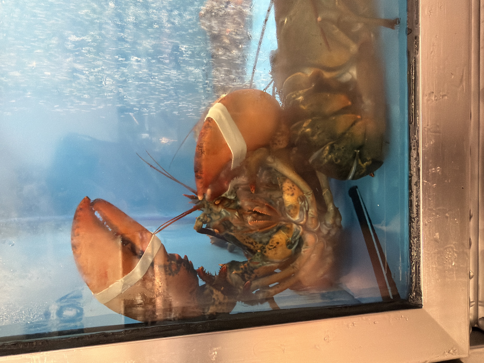 A live lobster is prominently featured in the foreground of a glass display tank, its large claws bound with white tape or bands. The lobster's shell displays varied shades of brown, orange, and greenish-black patterns. Its eyes and antennae are visible, and its mouthparts are partially discernable.
Behind the main lobster, another lobster is visible, appearing to be partially submerged or possibly upside down, pressed against the top or back of the tank, with its underside and part of its shell visible. The tank is filled with clear water, and numerous small air bubbles are present, suggesting an aeration or filtration system is active. The background of the tank appears to be a light blue or greenish-blue, reflecting the internal environment.
The tank itself has a metallic, possibly brushed steel, frame visible on the right side and along the bottom edge, indicating it's a commercial display unit. Reflections of the surrounding environment are subtly visible on the glass surface. The overall scene suggests an indoor setting, likely a restaurant, seafood market, or grocery store where live seafood is kept for sale.
No specific activity is taking place other than the lobsters existing within the tank. There is no visible text in the image. The location context provided is Burgas, Bulgaria.