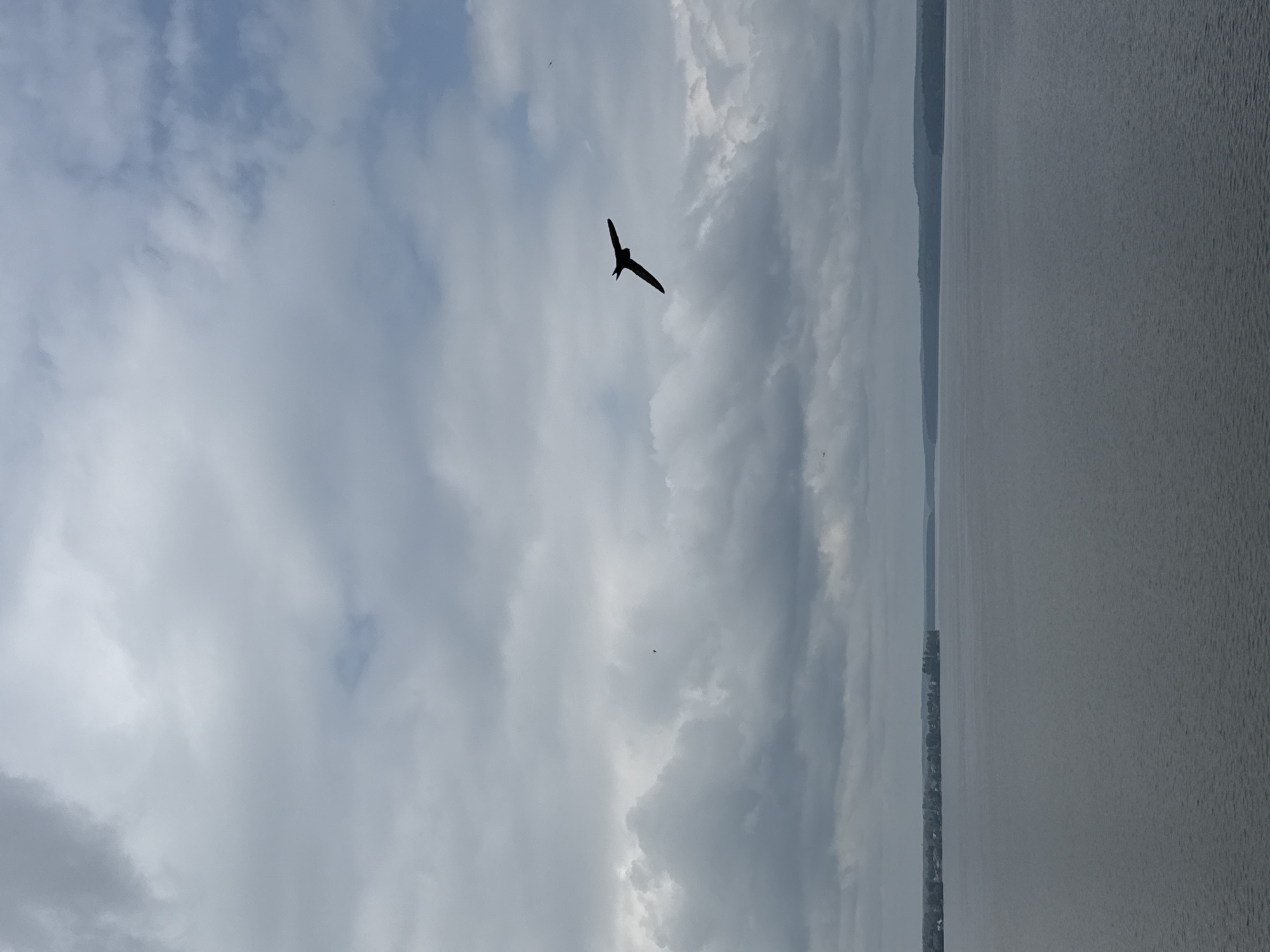 The media file depicts a cloudy sky and a large body of water. A bird is silhouetted against the sky, appearing to be in mid-flight with its wings outstretched. The water's surface has a textured appearance, possibly from ripples or light reflections. On the far left, a distant shoreline is visible, with landmass and some vegetation appearing as a faint, dark shape against the cloudy sky. The overall scene suggests an outdoor environment, likely near a lake or sea. The weather appears overcast due to the prevalence of clouds. The orientation of the image is such that the sky occupies the left half and the water the right half. The image appears to be a still photograph. There is no visible text. The time of day is not clearly indicated but the lighting suggests it could be daytime, possibly late afternoon or early morning given the muted light. The mood conveyed by the image is one of nature's expanse and the solitary flight of the bird. The location context provided is Votkinsk, Russia, which suggests the body of water could be the Kama River or a reservoir.