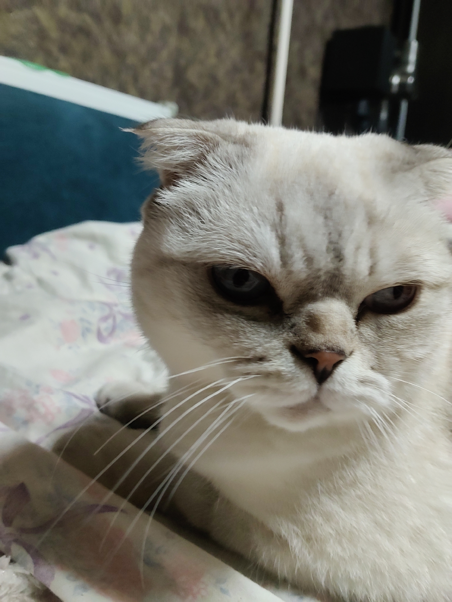 A close-up, vertical shot captures the face of a light-colored Scottish Fold cat with blue eyes. The cat is lying down, with its head slightly tilted. The background is blurred and appears to be an indoor setting, possibly a bed with floral patterned bedding. There is no information in the image to suggest its location in Kharkiv, Ukraine.