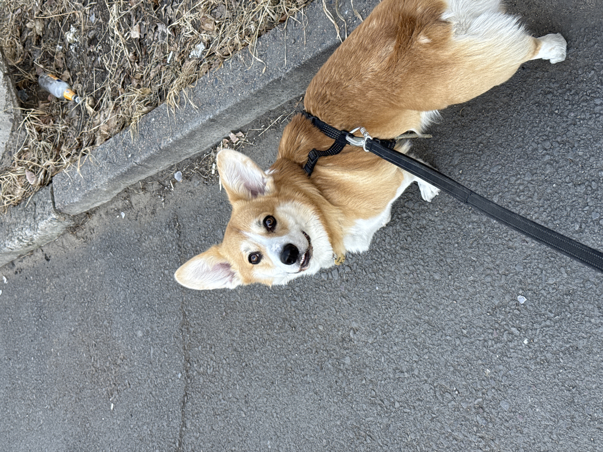 On an asphalt street near a curb and overgrown area, a tan and white corgi is seen on a black leash. The scene is possibly in Borzya, Russia. A discarded bottle is visible in the overgrown area.