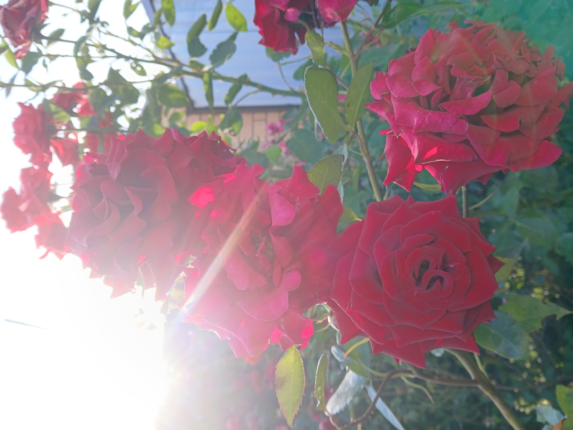 This is a close-up, low-angle shot of several vibrant red roses in bloom, set against a background of green foliage and a bright, sunny sky. The lighting suggests it's daytime, likely morning or afternoon, given the strong sunlight that creates lens flare and washes out some of the colors, particularly in the upper left quadrant of the image. The roses are the primary subjects, with their velvety petals and intricate layered formations clearly visible. Some are in full bloom, while others appear to be developing. The foliage provides a natural, outdoor setting, hinting at a garden or a rose bush in a natural environment. The overall mood is one of natural beauty and the warmth of a sunny day. There is no visible text in the image. The location context of Korenovsk, Russia, suggests this scene is likely from a garden or park in that region during the rose blooming season.