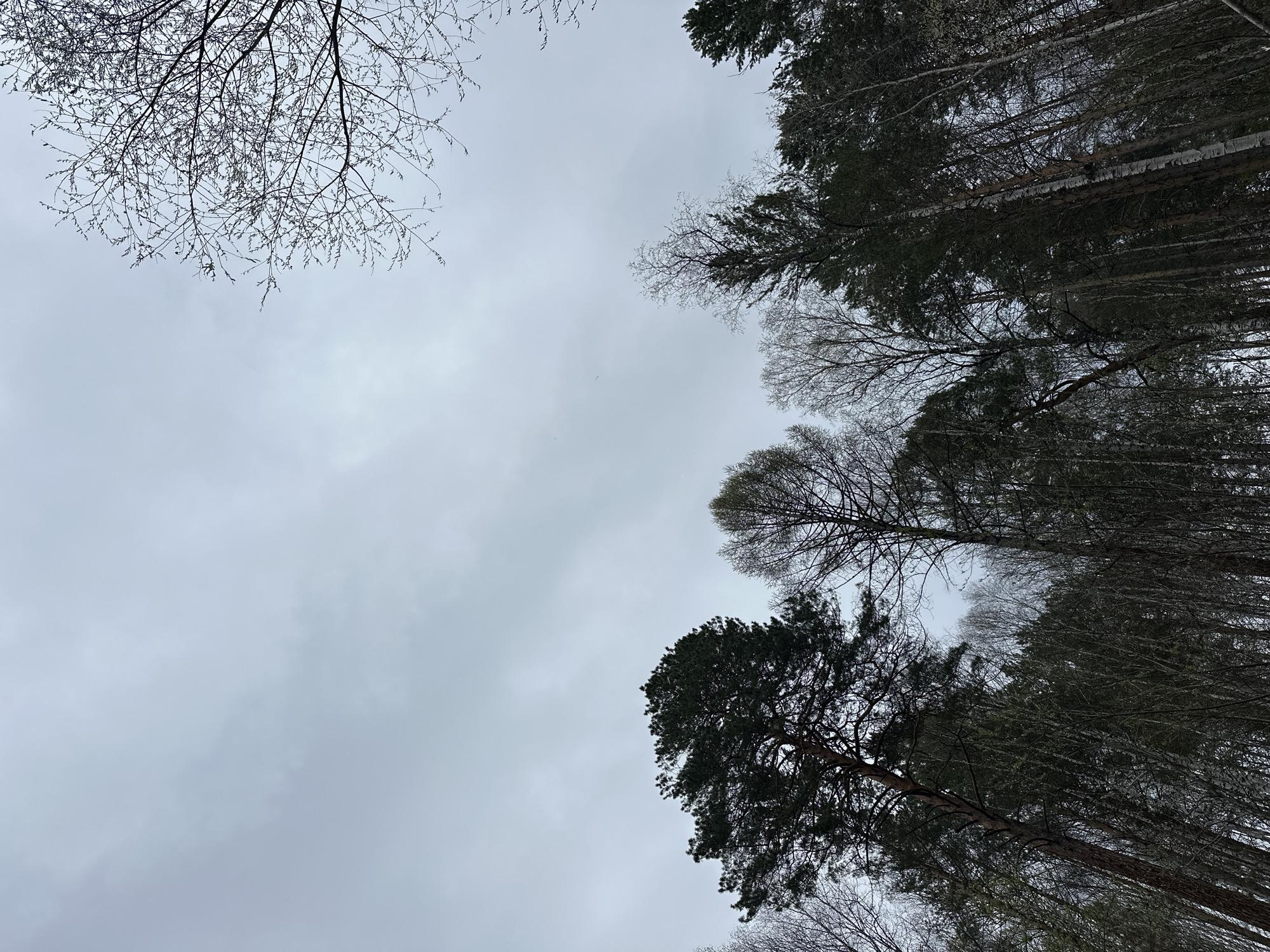 The image presents a low-angle view of the sky surrounded by trees. The sky is overcast with a uniform gray color. Branches of bare trees occupy the upper left corner. The right side and bottom of the frame are filled with tall trees, a mix of evergreen and deciduous, some with bare branches. The location is inferred to be Sayansk, Russia, based on the prompt, but there is no visible indication of location within the image itself. There are no people visible, and no specific actions or interactions occurring in the scene. The environment consists of a forest scene under a cloudy sky.