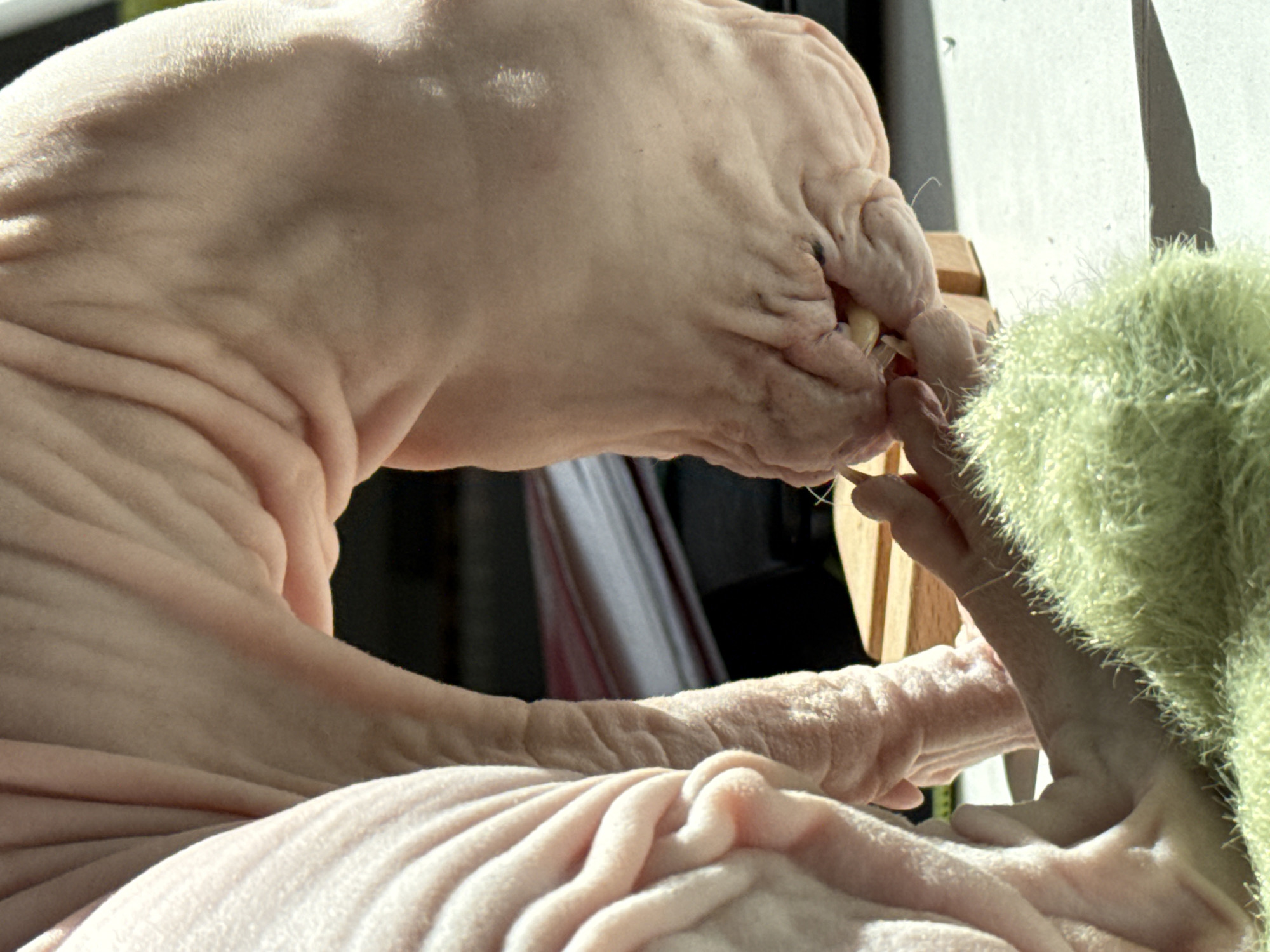 The image shows a close-up view of two Sphynx cats, one with its head bent down towards a small, light-colored object held between its teeth and paws, and the other cat positioned behind it, with its body curving upwards. The cats are pinkish-skinned and wrinkled. The cat in the foreground is resting on a fluffy, light green surface. Behind the cats, a wooden block and a stack of papers are visible. The background is out of focus and appears to be indoors, with natural light casting shadows. There is no identifiable information about the location in the city of Krasnoyarsk, Russia, or any other specific geographical details.