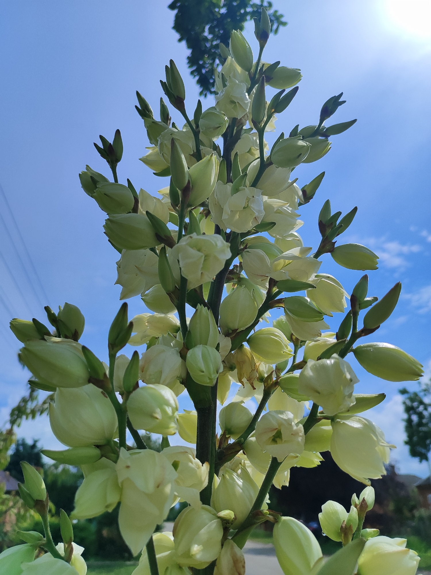 A close-up, low-angle shot captures a tall stalk of creamy white yucca flowers against a bright blue sky with scattered clouds. The flowers are in various stages of bloom, with many buds still closed and pointed, while others are beginning to unfurl their delicate petals. The stalk is thick and green, with smaller green leaves and buds interspersed among the blossoms. The background shows a blurry, sun-drenched scene with hints of green trees, a building with a red roof, and power lines overhead. The image appears to be taken outdoors, possibly in a garden or park, on a sunny day. The specific location in the city of Bryukhovetskaya, Russia, is not discernible from the visual information alone. There are no people or animals present in the image.