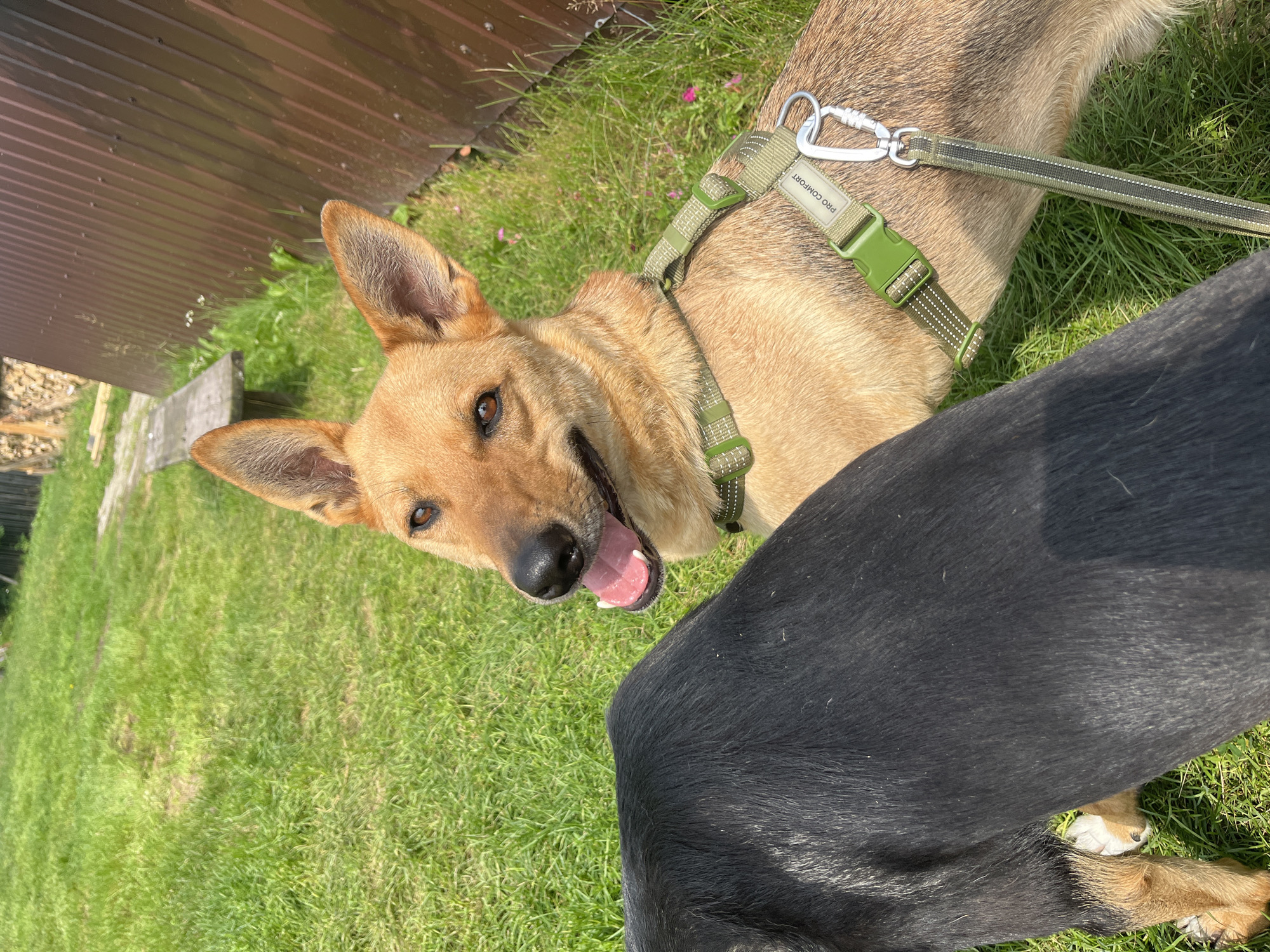The image shows two dogs outdoors on a grassy area. A light brown dog with large ears and a green harness is in the foreground, looking towards the camera with its mouth open. A black dog is partially visible in the left side of the frame. In the background, there is a brown metal fence, a wooden bench, and some logs. The scene is illuminated by sunlight, casting shadows on the grass. The location is identified as Nizhny Tagil, Russia.