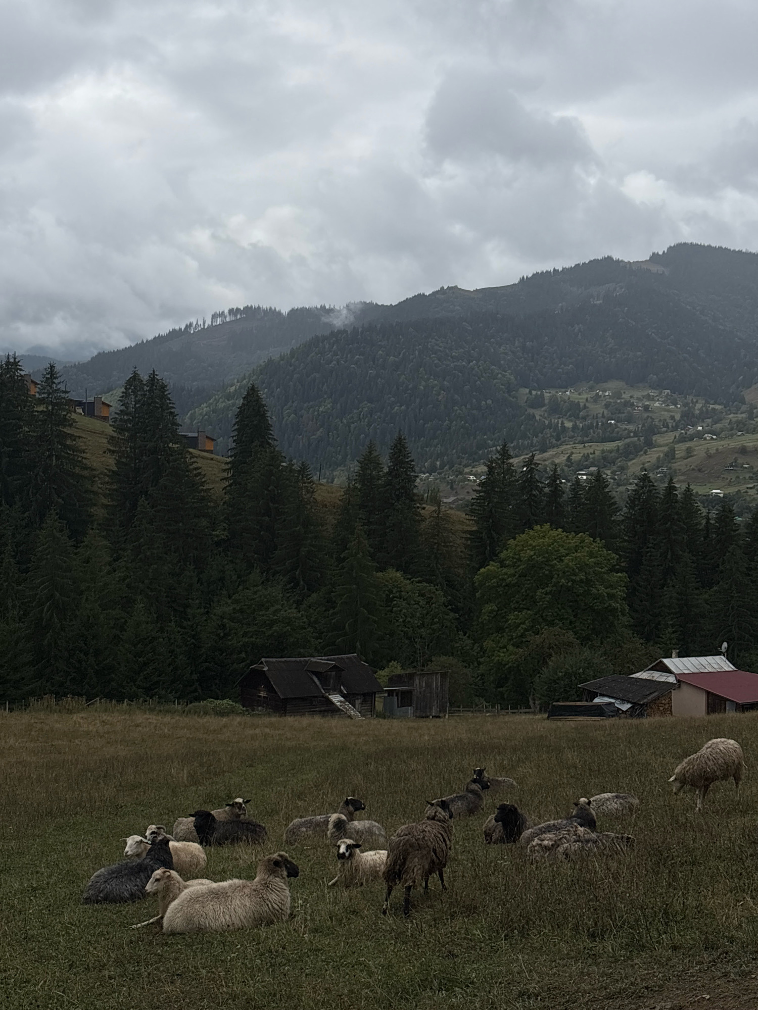 The image depicts a pastoral landscape with a flock of sheep resting in a grassy field. The field is bordered by a dense forest of evergreen trees, which ascends a hillside. In the distance, the hillside is dotted with small buildings and houses, characteristic of a rural settlement. The background is dominated by a mountain range covered in trees, with a cloudy sky overhead. The overall atmosphere is serene and somewhat overcast. The location is identified as the village of Krasnyk, Ukraine, known for its scenic mountainous terrain and traditional rural lifestyle.