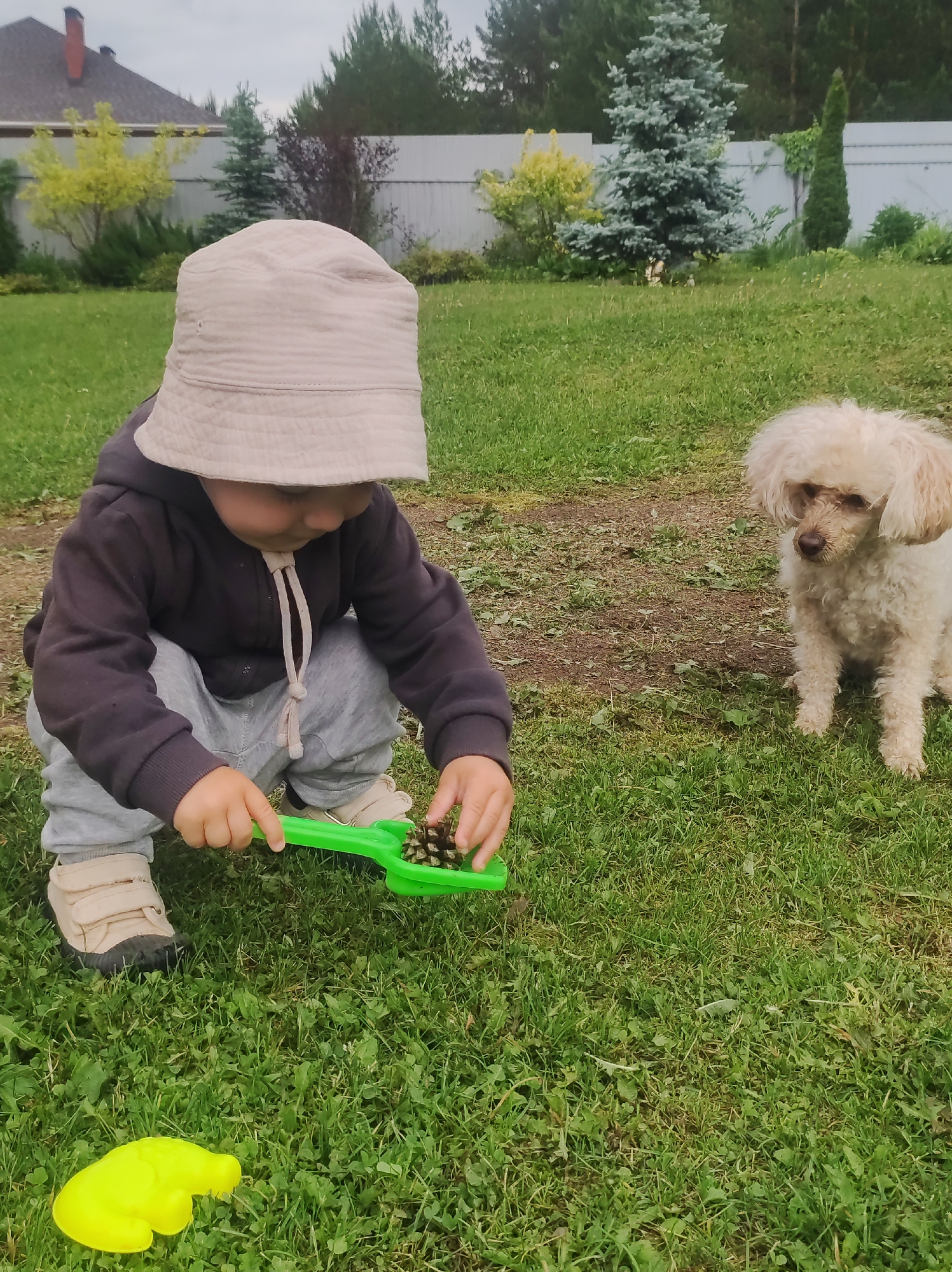 A young child, wearing a light-colored bucket hat, a dark hooded jacket, and grey pants, is squatting on a grassy lawn. The child is focused on playing with a bright green toy grabber, which holds a pinecone. Another yellow toy is visible on the grass in the foreground to the left. To the right of the child, a small, light-colored poodle-like dog with curly fur sits attentively on the grass, observing the child.
The setting is an outdoor backyard with vibrant green grass, some patches of dirt, and weeds. In the background, a white corrugated fence separates the yard from an area with various trees and shrubs, including a prominent blue spruce and yellow-leafed bushes. A dark-roofed house with a red chimney is partially visible on the far left. The scene is illuminated by soft, diffused light, suggesting an overcast or cloudy day. No text is visible in the image. The location context provided is Фоки, Russia.