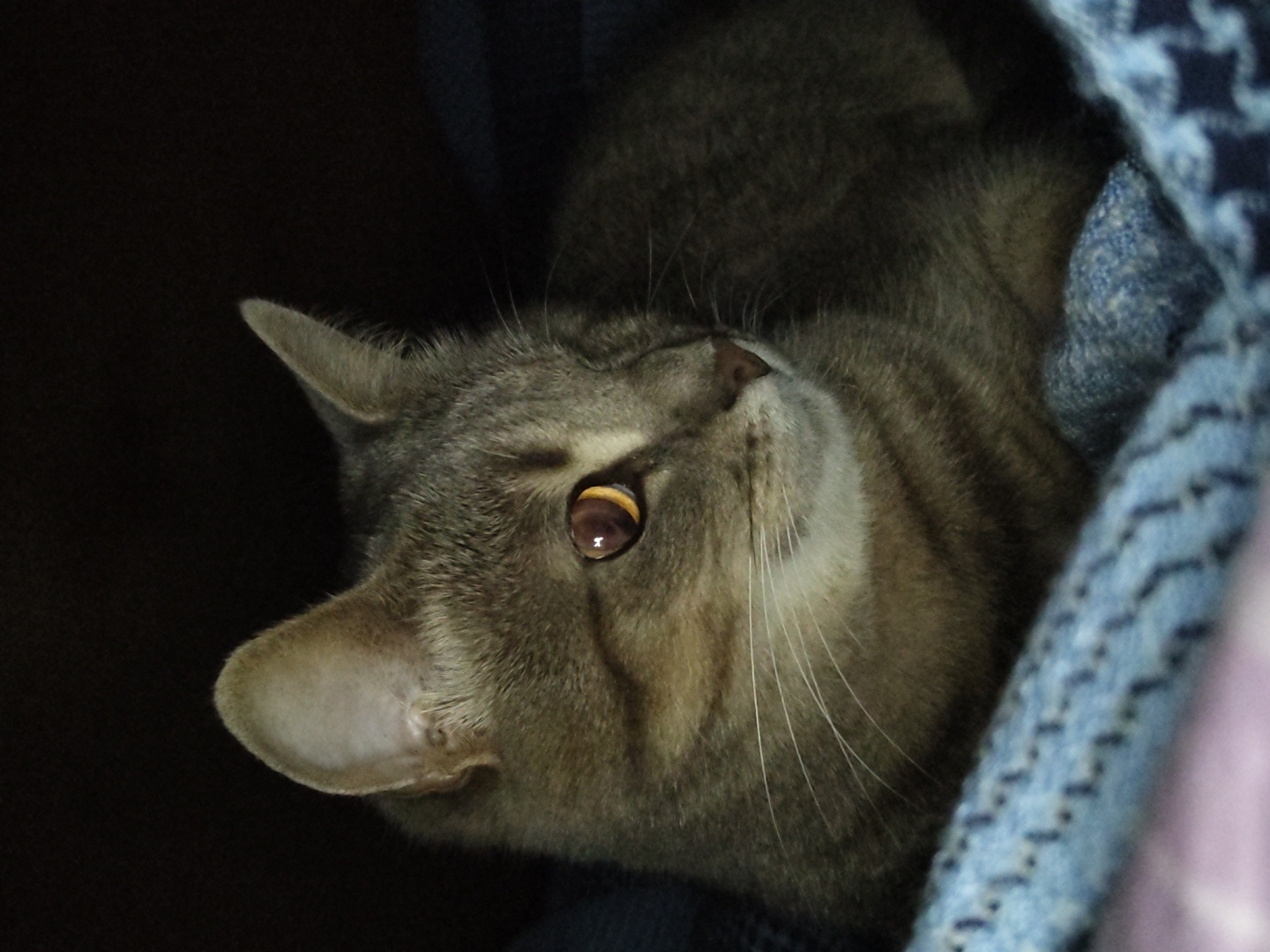 A close-up, head-and-shoulders shot of a grey tabby cat's face is captured against a dark background and a blue knitted blanket. The cat is looking to the right with its left eye, which is amber in color with a slit pupil, reflecting light. Its right eye is partially obscured. The cat has prominent white whiskers and its ears are pointed upwards. The texture of the blue blanket with a diamond pattern is visible in the foreground and to the right of the cat. The lighting is dim, casting shadows and highlighting the cat's features. The image appears to be taken indoors, with no identifiable urban or natural landmarks.