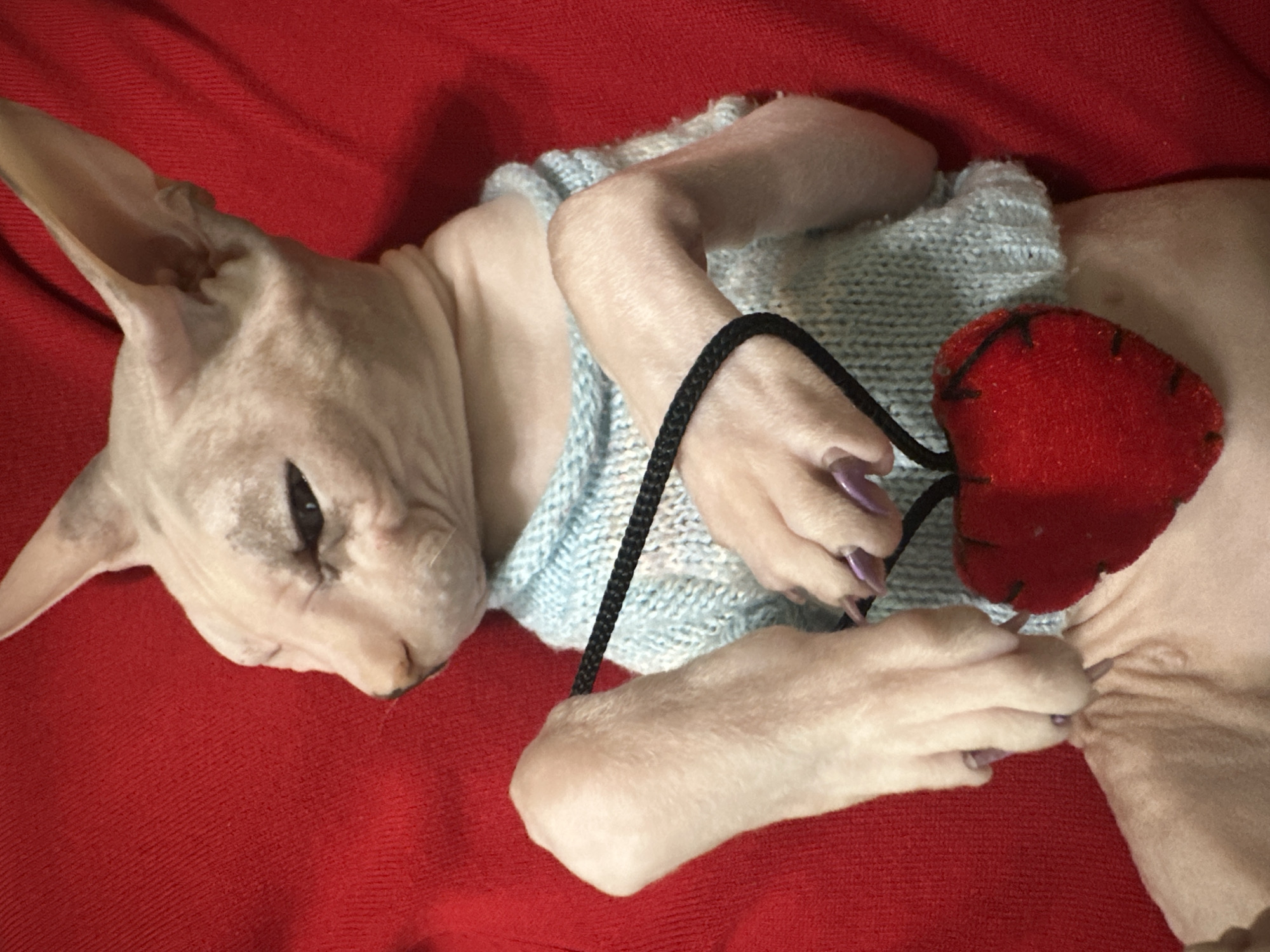A hairless cat, likely a Sphynx, is lying on a red textured surface, possibly a blanket or upholstery. The cat is wearing a light blue knitted sweater. In front of the cat, near its chest, is a small, fuzzy red heart-shaped object attached to a black cord, which the cat's paws appear to be interacting with. The cat's eyes are partially closed, suggesting a relaxed or sleepy state, and its expression is calm. The lighting is soft, indicating an indoor setting. The image focuses on the cat and its immediate surroundings, with the red surface filling most of the frame, creating a bold contrast with the cat's pale skin and the blue sweater. The overall impression is one of comfort and perhaps a touch of whimsy due to the heart accessory. There is no visible text in the image.