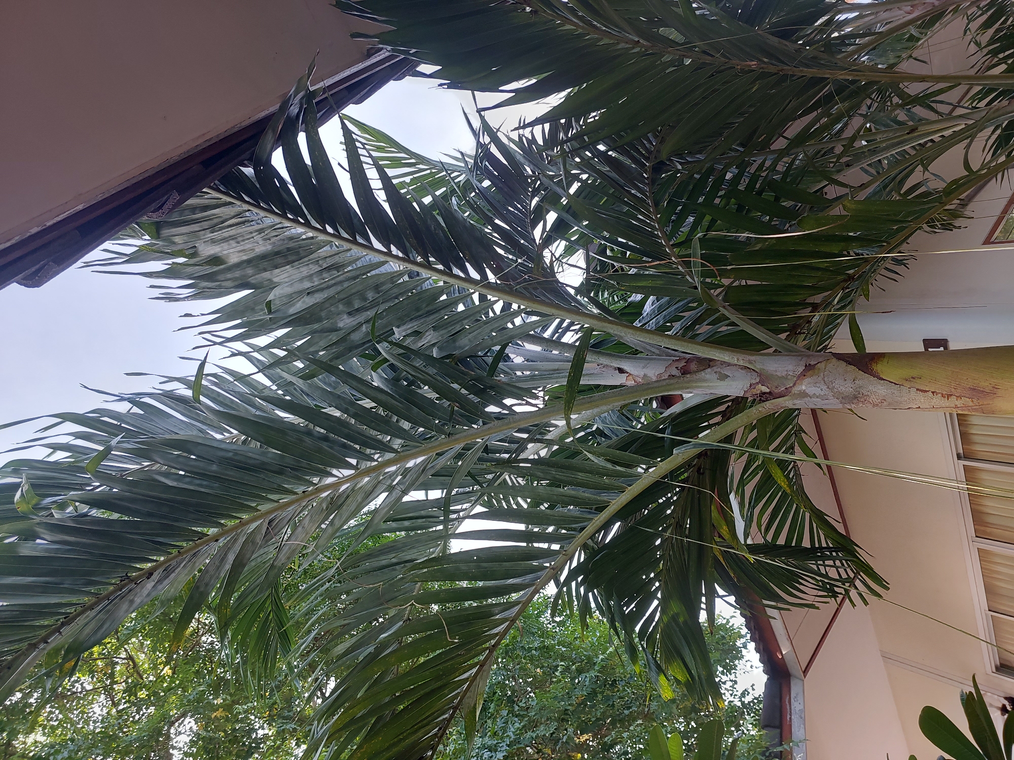The image shows a close-up of a tall palm tree with dark green fronds against a cloudy sky. Part of a building with a beige wall and a brown roof is visible on the right side of the frame, along with what appears to be a window with yellow curtains. The palm tree is the primary subject, its trunk is thick and textured, and its fronds are long and slender, some hanging down. The setting appears to be a residential or commercial area. There are no people visible in the image. The scene is calm and natural.