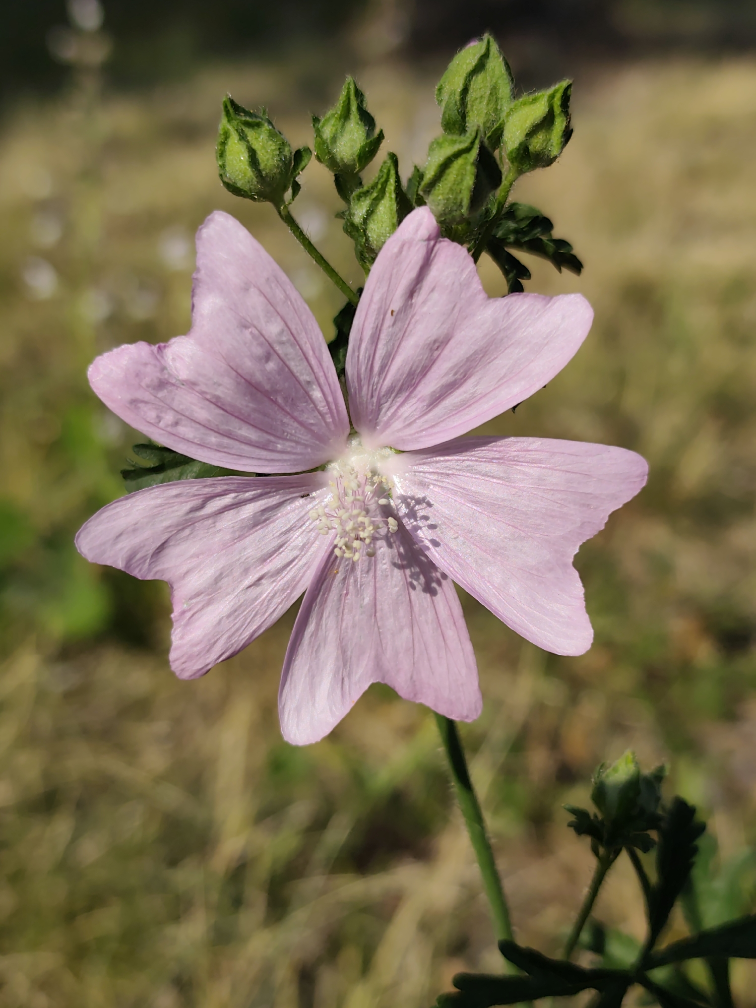 A close-up, eye-level, full shot captures a single, five-petaled pale pink flower in bloom. The flower is positioned centrally in the frame, with its petals slightly unfurled, revealing a delicate white stamen cluster at its center. Above the bloom, a cluster of three unopened green flower buds are visible. The background is softly blurred, with patches of brown and green suggesting dry grass and foliage, indicative of an outdoor, natural setting. The lighting appears to be natural daylight, casting subtle shadows on the flower's petals. The scene does not depict any people, actions, or interactions. The image is devoid of any specific landmarks or identifiable elements that would suggest a location within the city of Prague, Czechia, or any other specific geographical area.