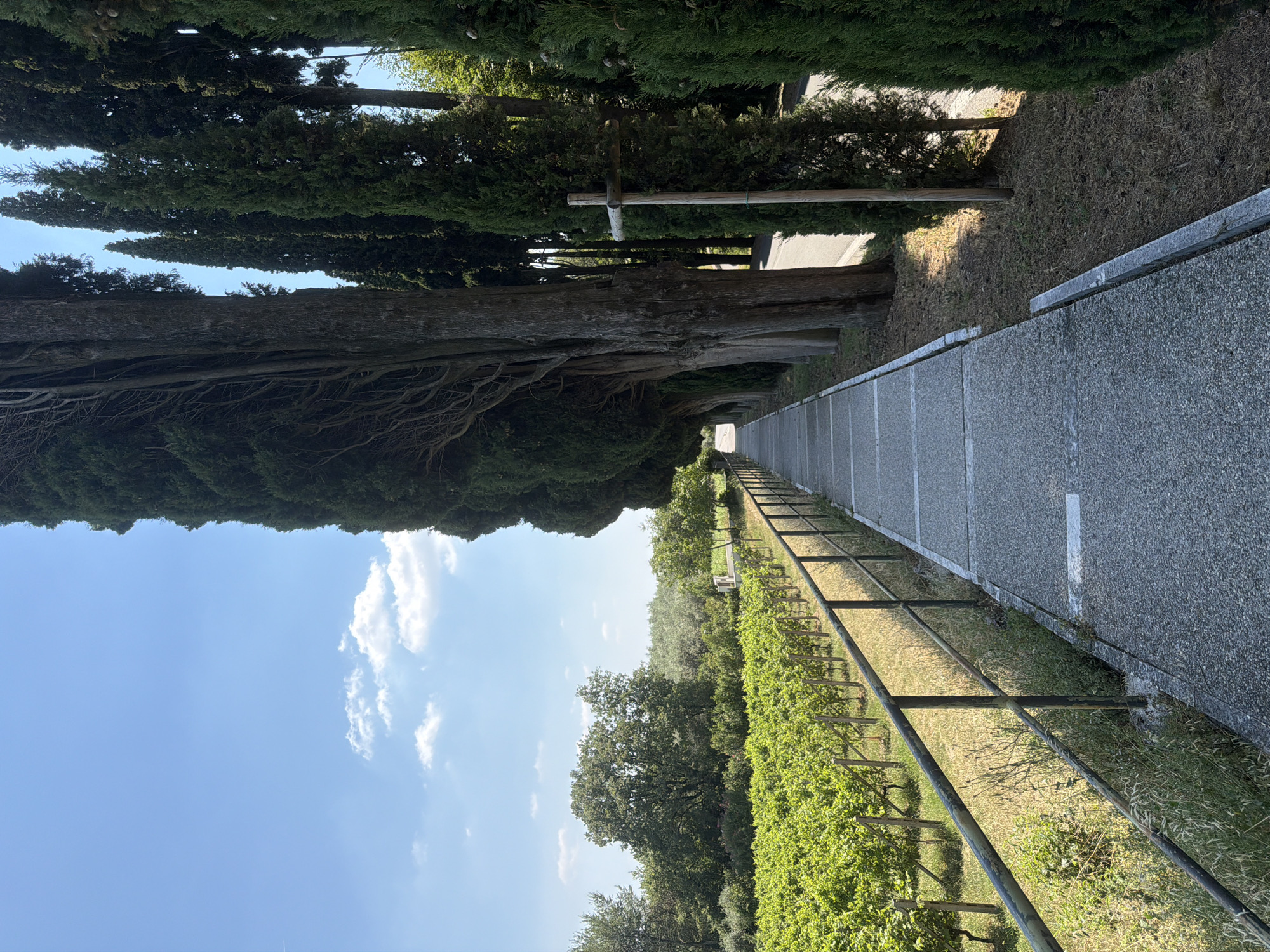 The image depicts a scenic pathway lined with tall cypress trees on the right and a vineyard on the left, under a clear blue sky with scattered clouds. The pathway is paved with concrete and has white markings. A metal railing runs alongside the pathway, separating it from the vineyard. The vineyard is lush green and appears to be in rows, supported by wooden stakes. In the background, there are more trees and foliage. A wooden cross-shaped marker is visible near the pathway, partially obscured by the cypress trees. The scene suggests a rural or park-like setting, possibly within the vicinity of Padenghe sul Garda, Italy, given the typical landscape of the region. There are no people or animals visible in the image.