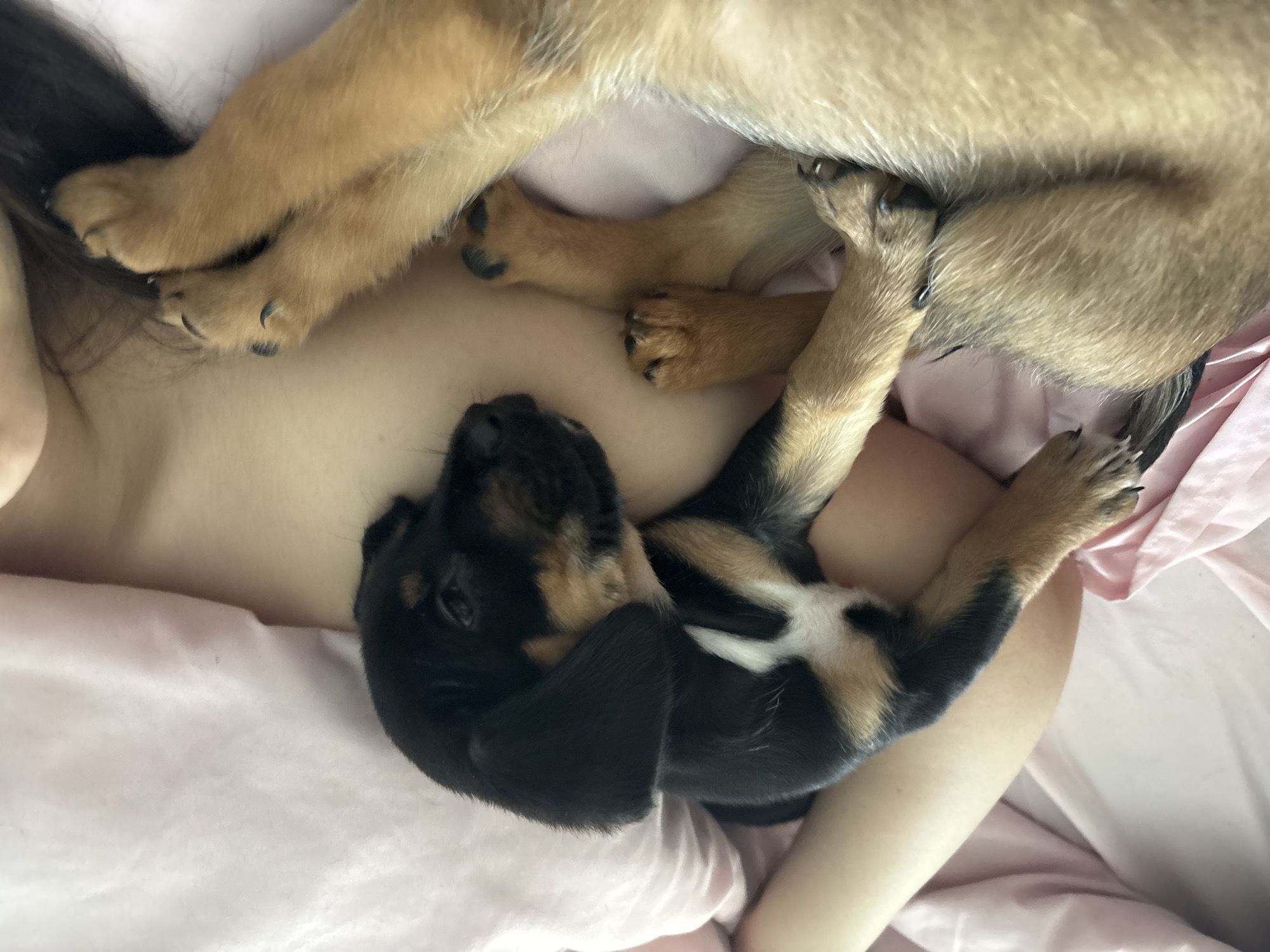 This overhead image captures a serene and intimate moment between a person and two puppies, likely indoors in a bedroom. The main subjects are a human and two canines, possibly asleep or resting comfortably together.
A person with fair skin is partially visible, primarily their upper chest and shoulder area, on what appears to be light pink bedding. Dark hair is visible on the left side of the frame, indicating the person's head is to the left.
Two puppies are nestled with the human. In the upper portion of the frame, the legs and lower body of a larger, light brown or tan-colored puppy are visible, with its paws resting gently near the person's shoulder and upper chest. Below this, a smaller, tricolor puppy with a coat of black, tan, and white fur is lying curled up on the person's chest. This puppy has dark fur on its head and back, with tan markings around its face and legs, and a distinctive white patch on its chest. Its eyes are closed, suggesting it is deeply asleep and feeling secure.
The activity taking place is one of peaceful rest and affectionate cuddling. The puppies appear to be comfortable and relaxed in the human's embrace. The overall scene conveys a strong sense of warmth, security, and emotional connection.
Notable details include the soft textures of the puppies' fur, the human's skin, and the light pink fabric of the bedding, which contributes to the cozy atmosphere. The lighting appears soft and natural, enhancing the tranquil mood. There is no visible text in the image.