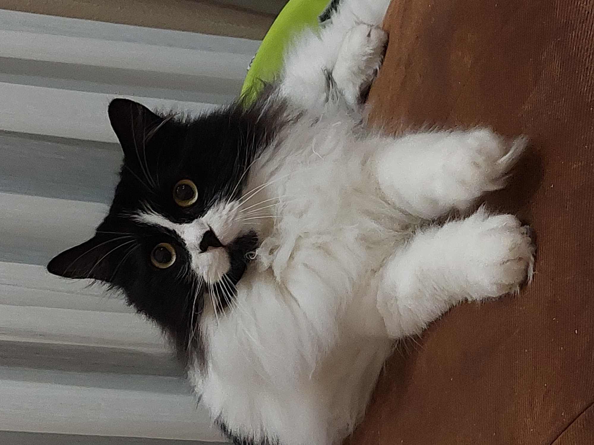 A black and white long-haired cat with yellow eyes is lying on a brown surface, possibly a sofa. The cat's fur is fluffy, especially around its neck and chest. In the background, there are light-colored vertical blinds. The image does not provide any information about a specific location in Plovdiv, Bulgaria, or any actions or interactions.