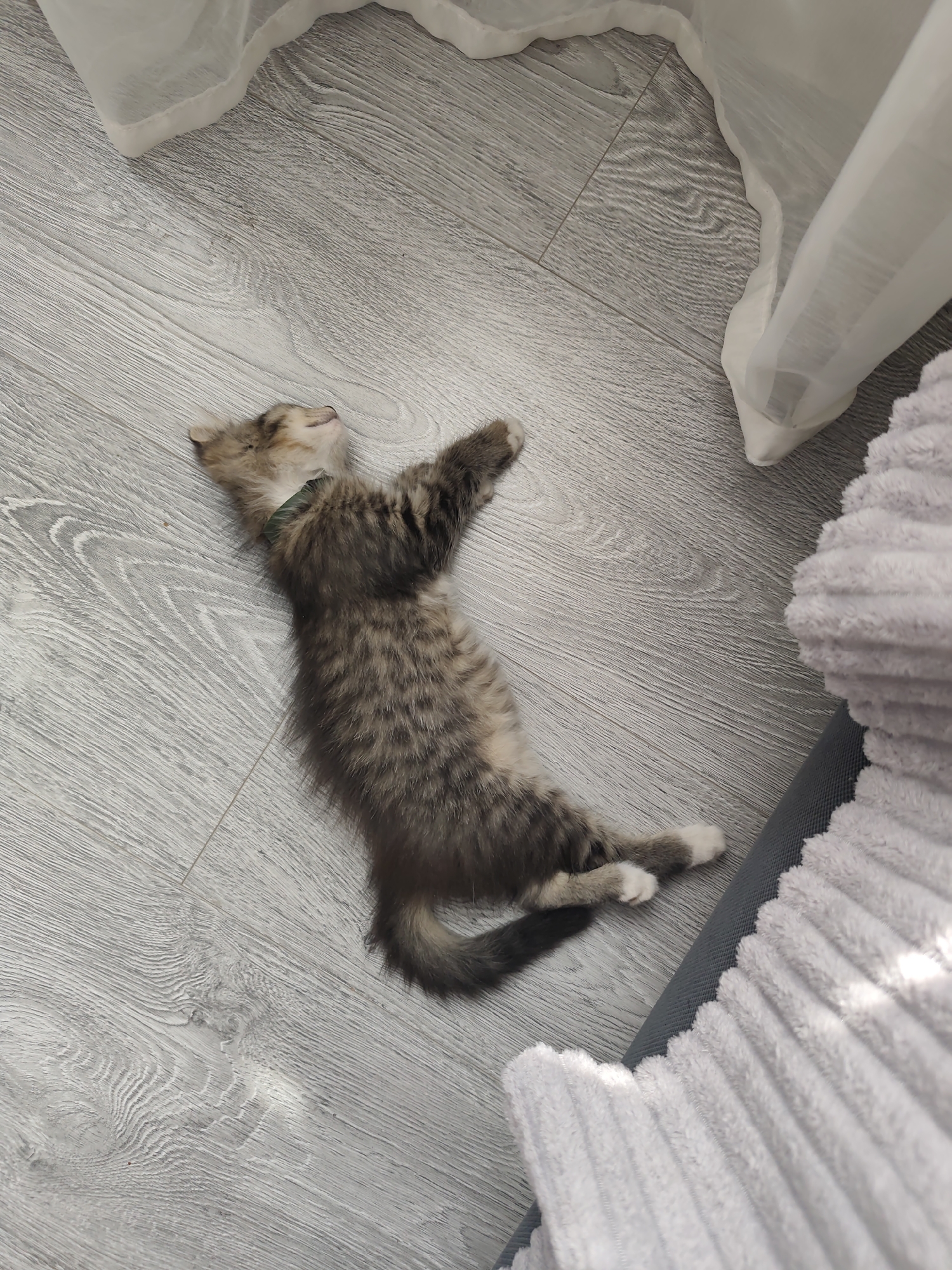 A tabby kitten is lying on its back on a light gray wooden floor, seemingly asleep. The kitten is facing upwards, with its eyes closed and its head tilted back. Its front legs are splayed out to the sides, and its hind legs are bent. A thin green collar is visible around its neck. To the upper left of the kitten, a sheer white curtain is visible, hanging down from an unseen window. To the right of the kitten, a portion of a textured gray fabric surface is visible, possibly a cushion or blanket. The scene suggests an indoor domestic environment. The image does not provide any specific information about the city of Durlești, Moldova.
