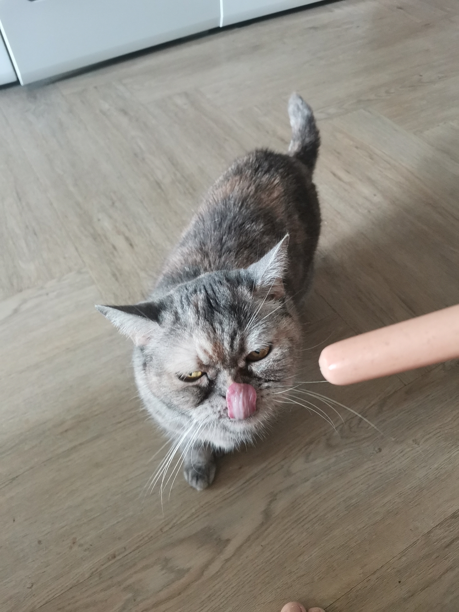 A domestic shorthair cat is positioned on a wooden floor, looking upwards with its tongue extended towards a pale pink sausage. The cat has a tabby coat with grey and brown markings. Its eyes are partially closed, and it appears to be licking its lips. To the right of the cat, the sausage is held horizontally, close to the cat's face. In the background, a white piece of furniture is visible. The scene is indoors, likely in a residential setting. The floor has a wood grain pattern. No information is provided about the location in the city of Chaikovsky, Russia.