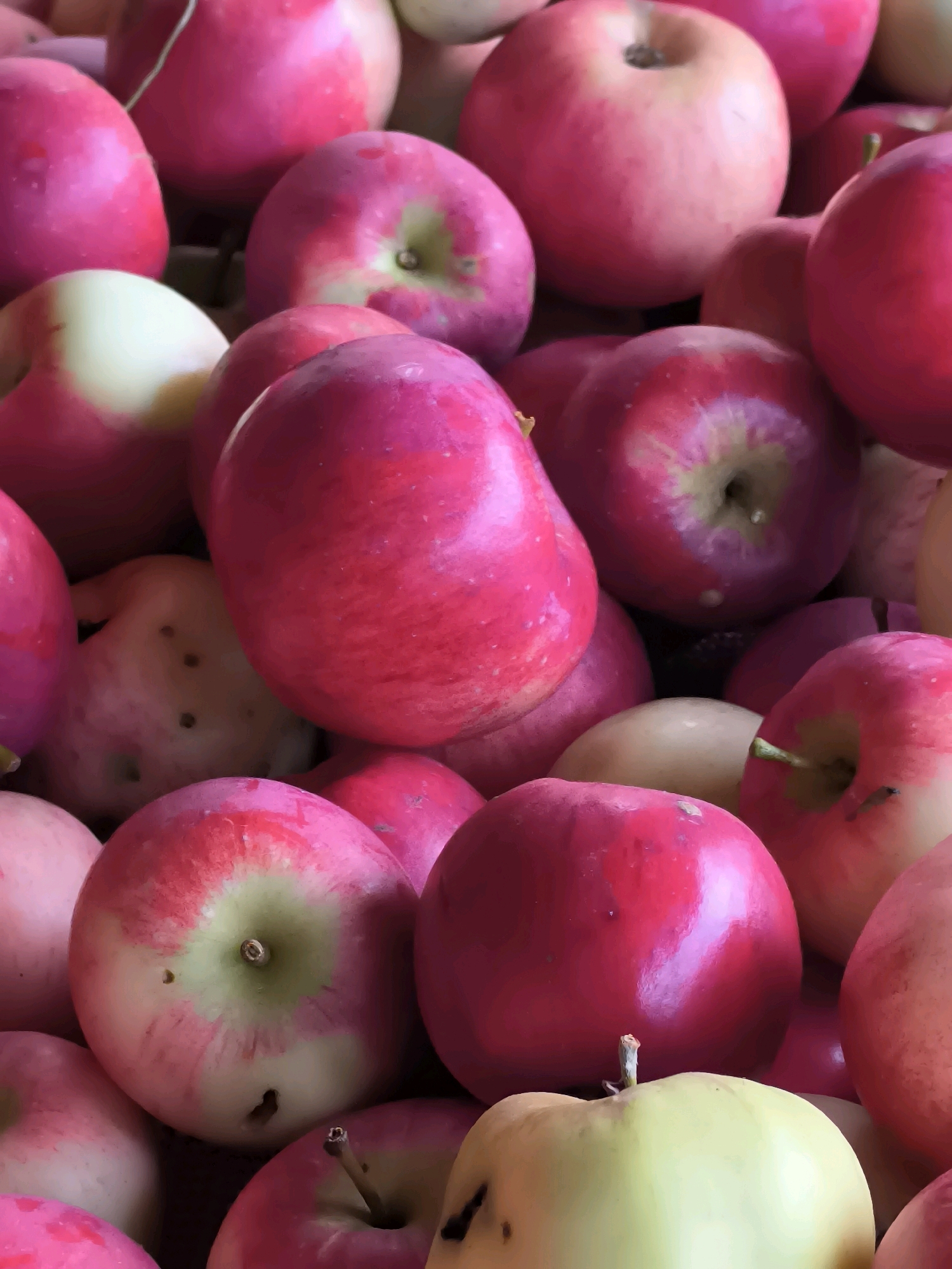 A close-up, high-angle, full frame shot displays a large pile of ripe red and yellow apples. The apples are varied in size and shape and are tightly packed together, filling the entire frame. Some apples show hints of green where they have not fully ripened. The lighting is bright, highlighting the smooth, glossy skin of the fruit. There are no people or animals visible in the image. The scene appears to be outdoors, possibly at a market or orchard, given the abundance of fruit. The location is Dercekliai, Lithuania.