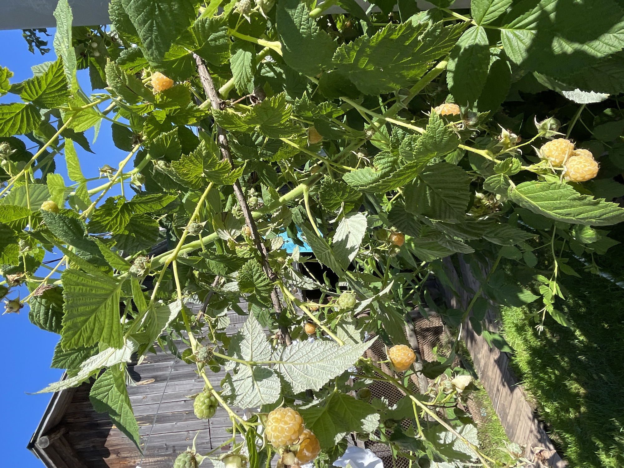 In Дресвяново, Russia, a close-up shot captures a raspberry bush laden with ripe yellow raspberries under a clear blue sky. The bush is in focus, with its vibrant green leaves and clusters of golden berries dominating the foreground. In the background, a weathered wooden building with a dark, textured facade is visible, hinting at a rural or dacha setting. Sunlight casts dappled shadows on a wooden pathway and green grass, adding depth to the scene. The image is a still life, devoid of human presence, emphasizing the bounty of nature.