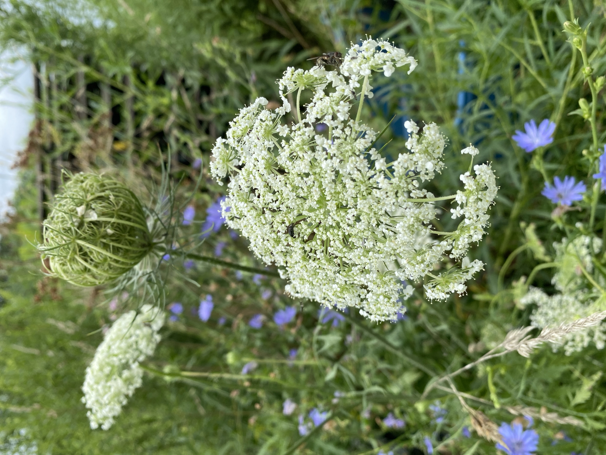 A close-up, eye-level shot showcases a cluster of white Queen Anne's Lace flowers in the foreground, with a distinct green seed head prominently featured above them. The delicate white petals are in full bloom, while the seed head is tightly coiled and green. Several small insects, possibly flies, are visible on the white flowers. In the background, out of focus, are vibrant green foliage and scattered small blue flowers, possibly chicory. A glimpse of a dark, slatted structure, possibly a fence or planter, is visible in the upper right corner. The overall setting appears to be a natural, outdoor environment, suggestive of a garden or wild meadow. The image is captured in Pattersonville, United States.