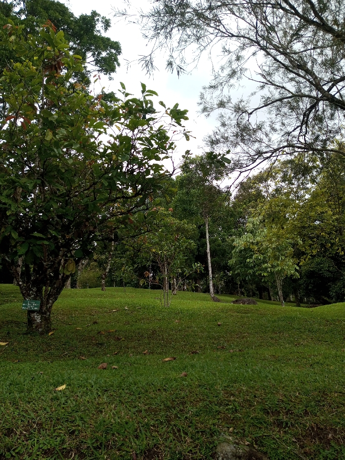 A lush green hillside with scattered trees of varying sizes fills the frame. The foreground features short, thick grass, while the background shows denser foliage. A larger tree on the left holds a sign and a ripening durian. The sky is overcast, filtering soft light across the scene. The overall impression is of a peaceful, well-maintained landscape within a botanical garden.