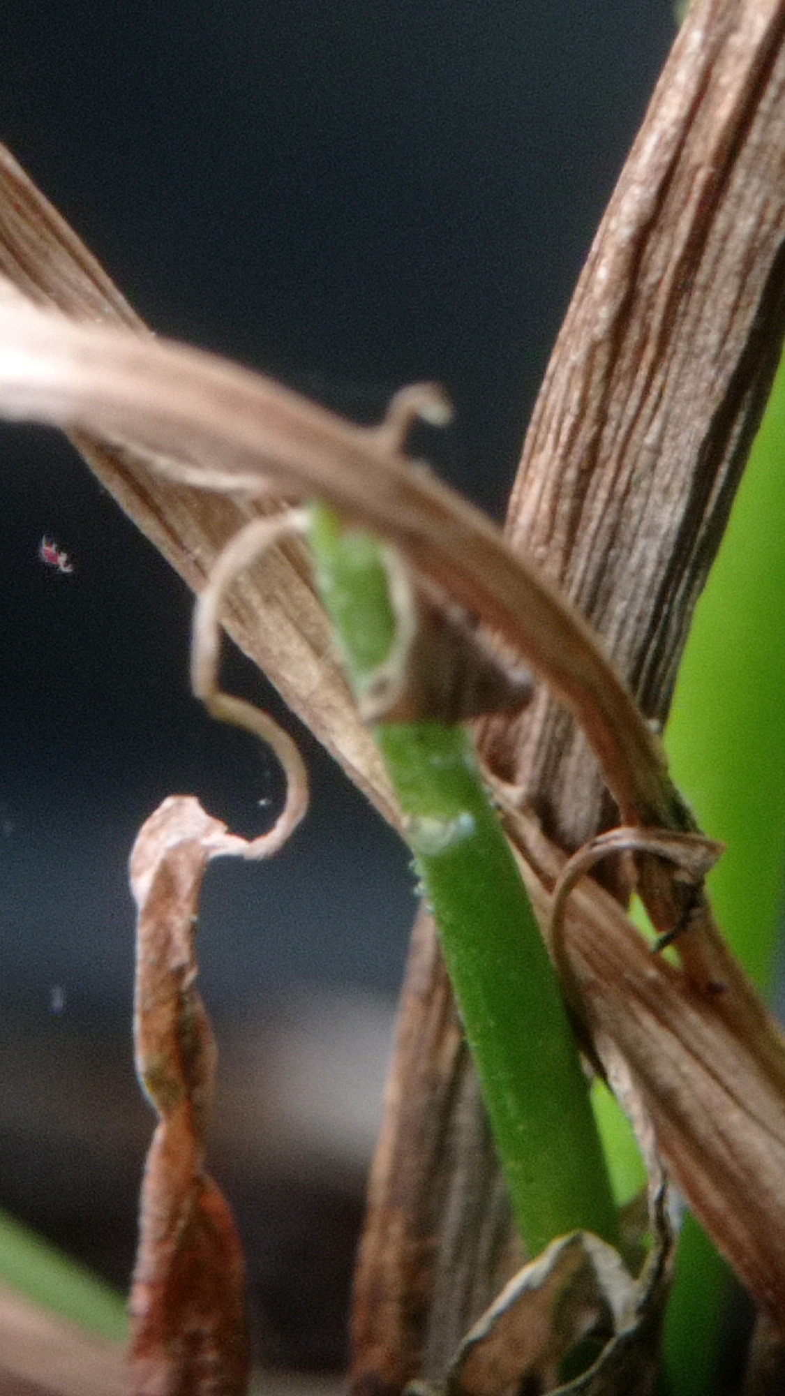 The image shows a close-up of a plant stem, partially dried and brown, with a vibrant green stem emerging from it. The background is a dark, out-of-focus blur, possibly indicating a natural environment like a garden or a nature reserve in Mulyoagung, Indonesia. There are no people visible in the image, and the focus is solely on the plant's growth and decay.