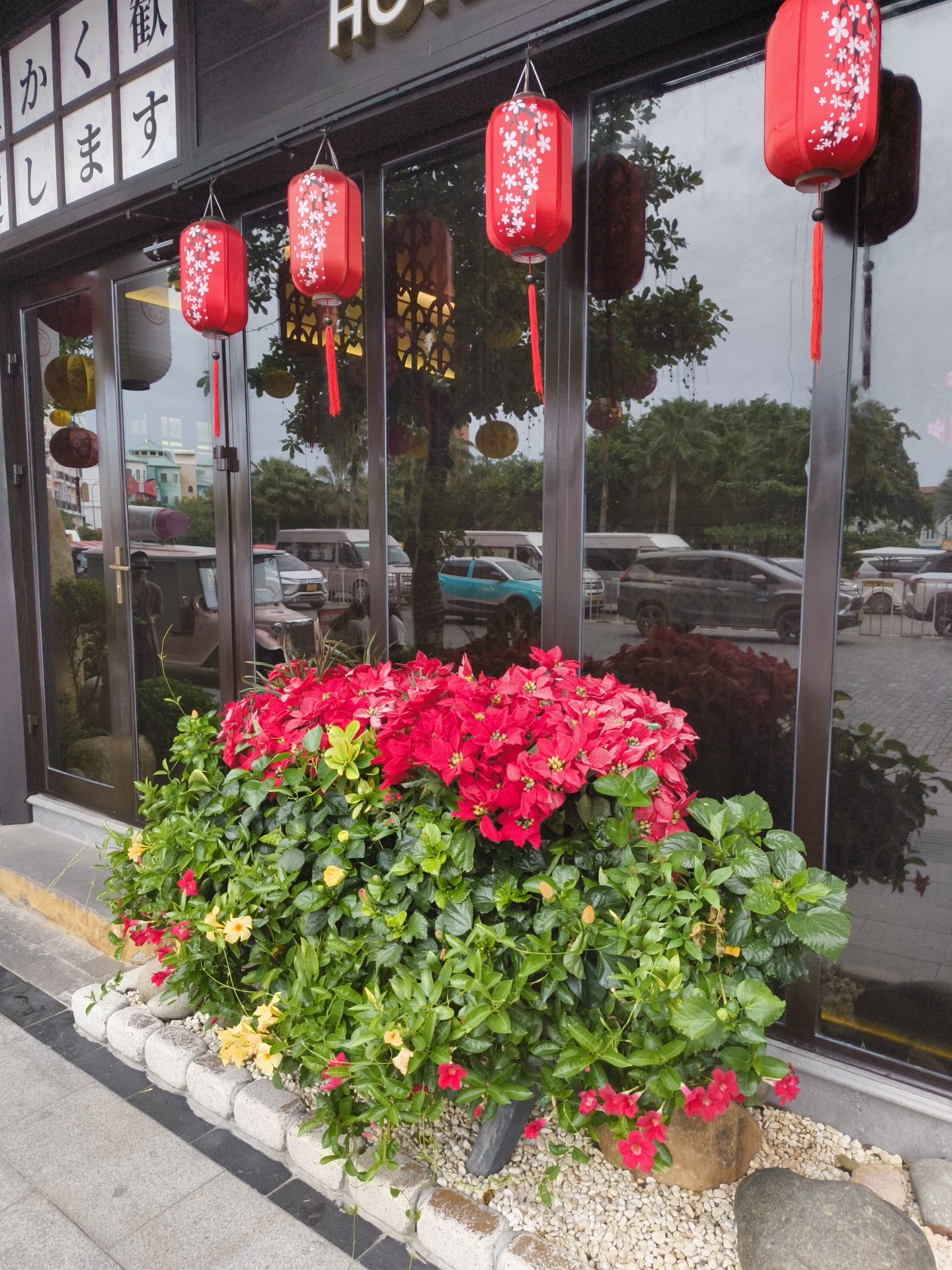 The image shows an exterior shot of a building with a dark facade and large glass windows. Red, cylindrical lanterns with white floral patterns hang from the facade. In front of the windows, a lush arrangement of red poinsettias and green foliage with red and yellow flowers is planted in a bed of white gravel. The glass windows reflect trees, palm trees, and parked vehicles, including a light blue car, a dark SUV, and several vans. The building appears to be a commercial establishment, possibly a restaurant or shop, with Japanese characters visible on a panel above the entrance. The context provided suggests the location is in Phú Quốc, Vietnam.