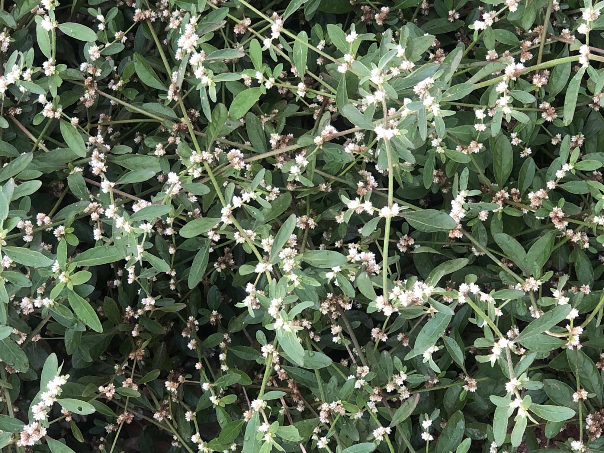 This is a close-up, aerial view of a dense ground cover of green leafy plants with small clusters of white and pale brown flowers. The vegetation appears to be healthy and is growing in a somewhat tangled manner. There are no people or animals visible in the image. The environment appears to be outdoors, with the focus entirely on the plant life. The image does not provide any specific visual cues to determine its precise location within Bar Jirgi Summa, Nigeria, beyond the general context of natural vegetation.