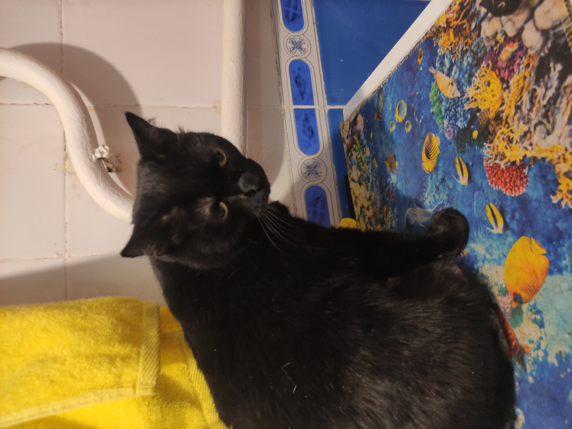 A black cat sits on a yellow towel in a bathroom, adjacent to a white pipe. Behind the cat is a wall partially covered in blue and white patterned tiles and a print featuring colorful coral reefs and fish. The location is likely a private residence, but no information indicates it is in Pavlodar, Kazakhstan.