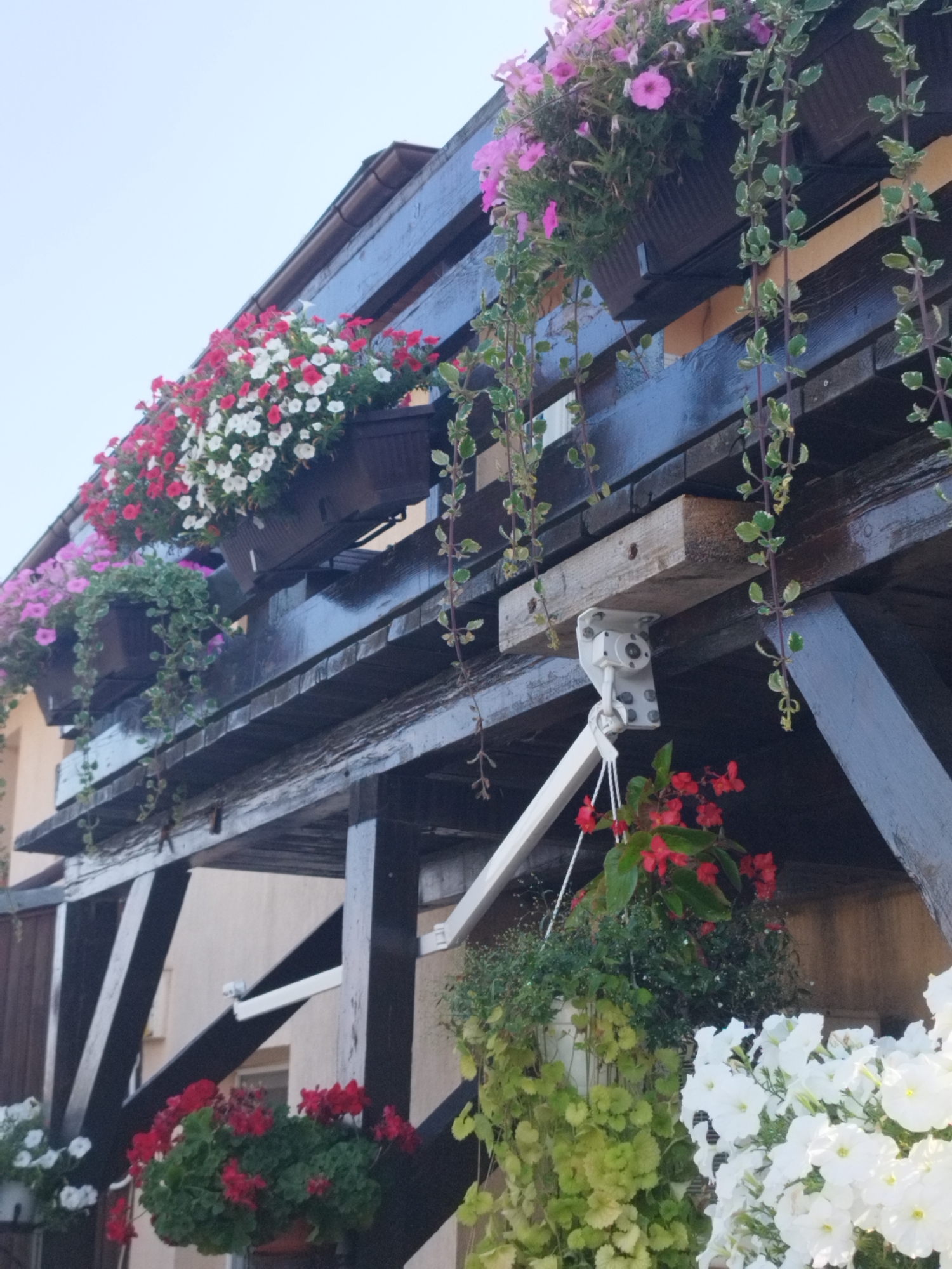 The image shows a close-up view of a balcony adorned with an abundance of colorful flowers. The balcony itself is constructed from dark wooden beams, with a dark gutter visible at the top. Various potted plants and hanging baskets overflow with vibrant blooms. On the upper level, planters hold a mix of red and white flowers, possibly petunias, and a cluster of pink flowers cascades from another planter. Hanging plants with delicate green leaves trail down from the balcony. Below, another planter features bright red flowers, likely geraniums, accompanied by lush green foliage. To the right, a large pot is filled with white petunias, their delicate petals catching the light. The overall scene evokes a sense of domestic tranquility and a love for gardening. The lighting suggests it is daytime, possibly late morning or afternoon, with a clear, pale sky visible above the balcony. The location is identified as Bucharest, Romania. There is no visible text in the image.